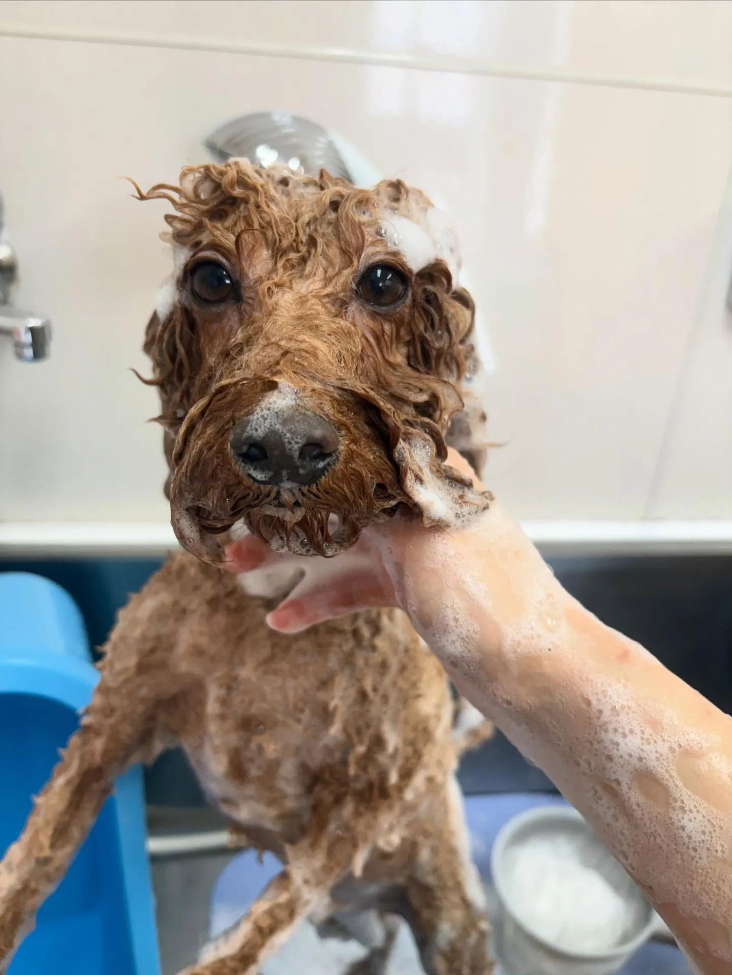 犬のトリミング✂️