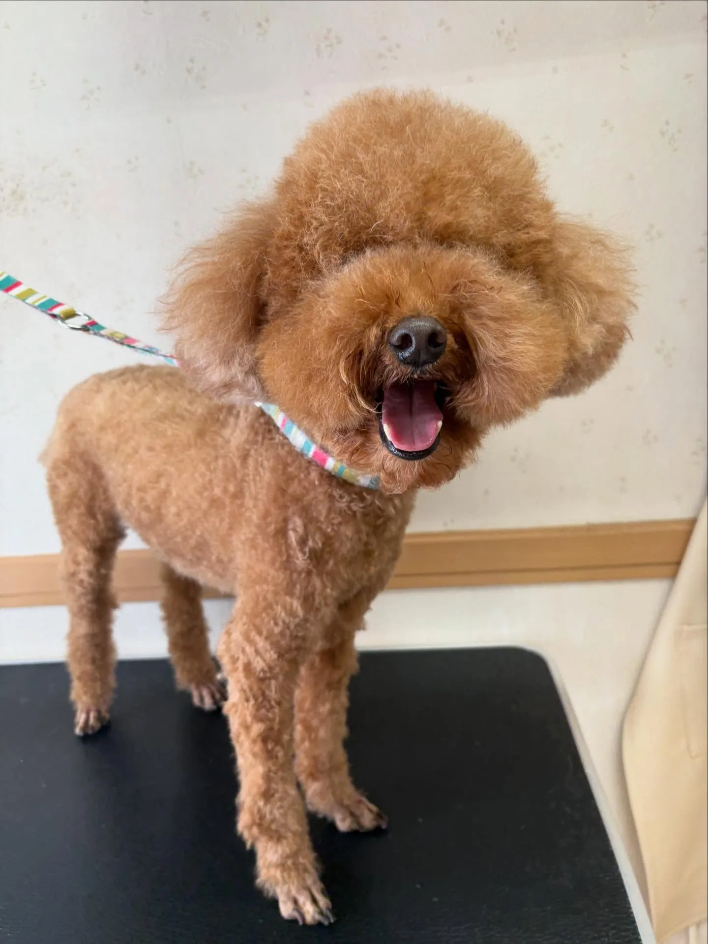 犬のトリミング✂️