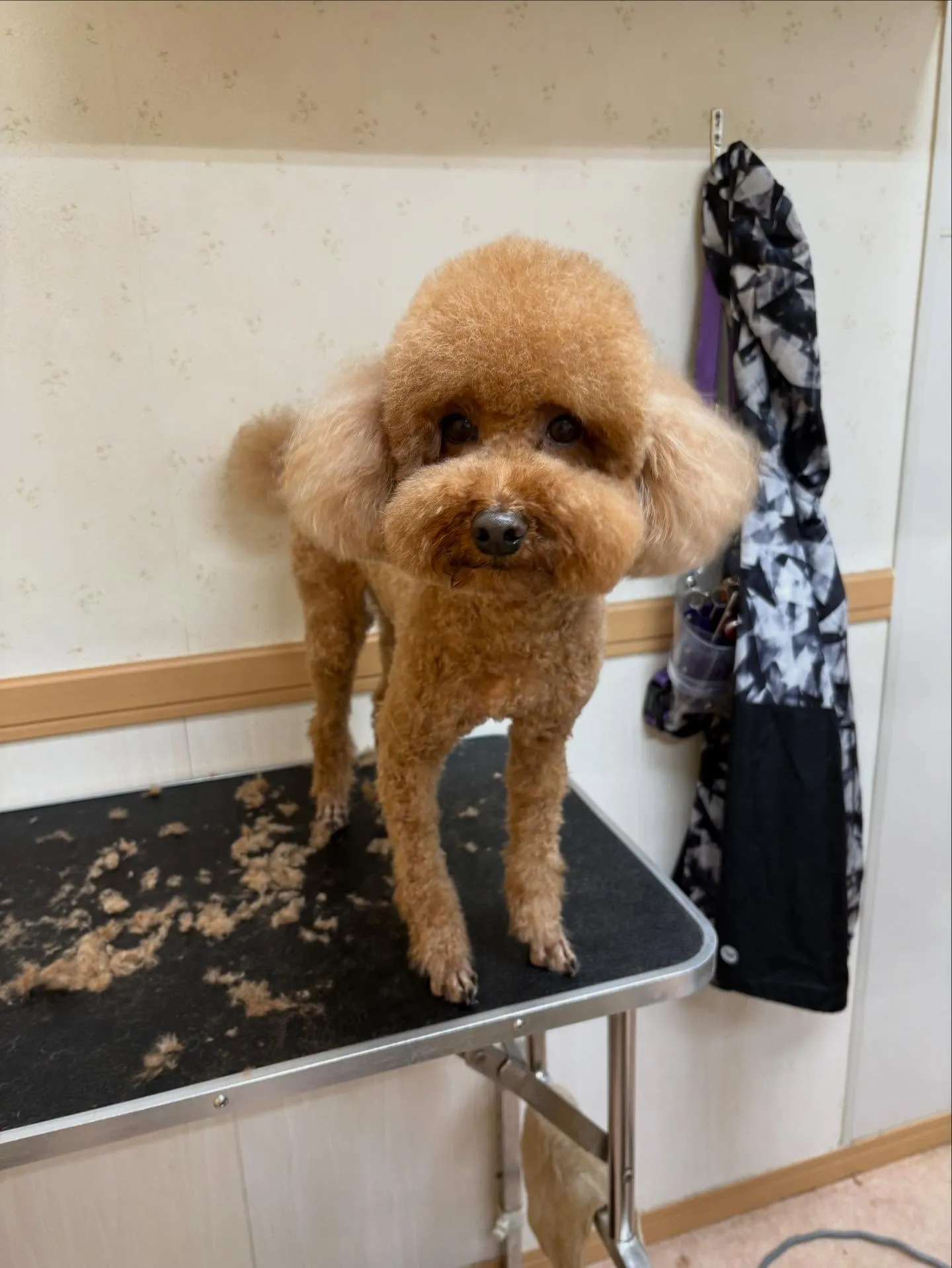 犬のトリミング✂️