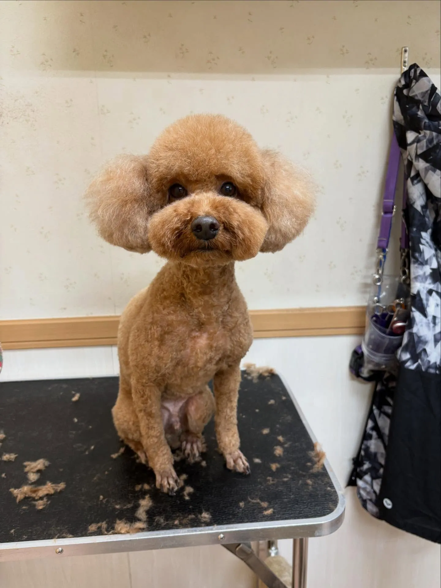 犬のトリミング✂️