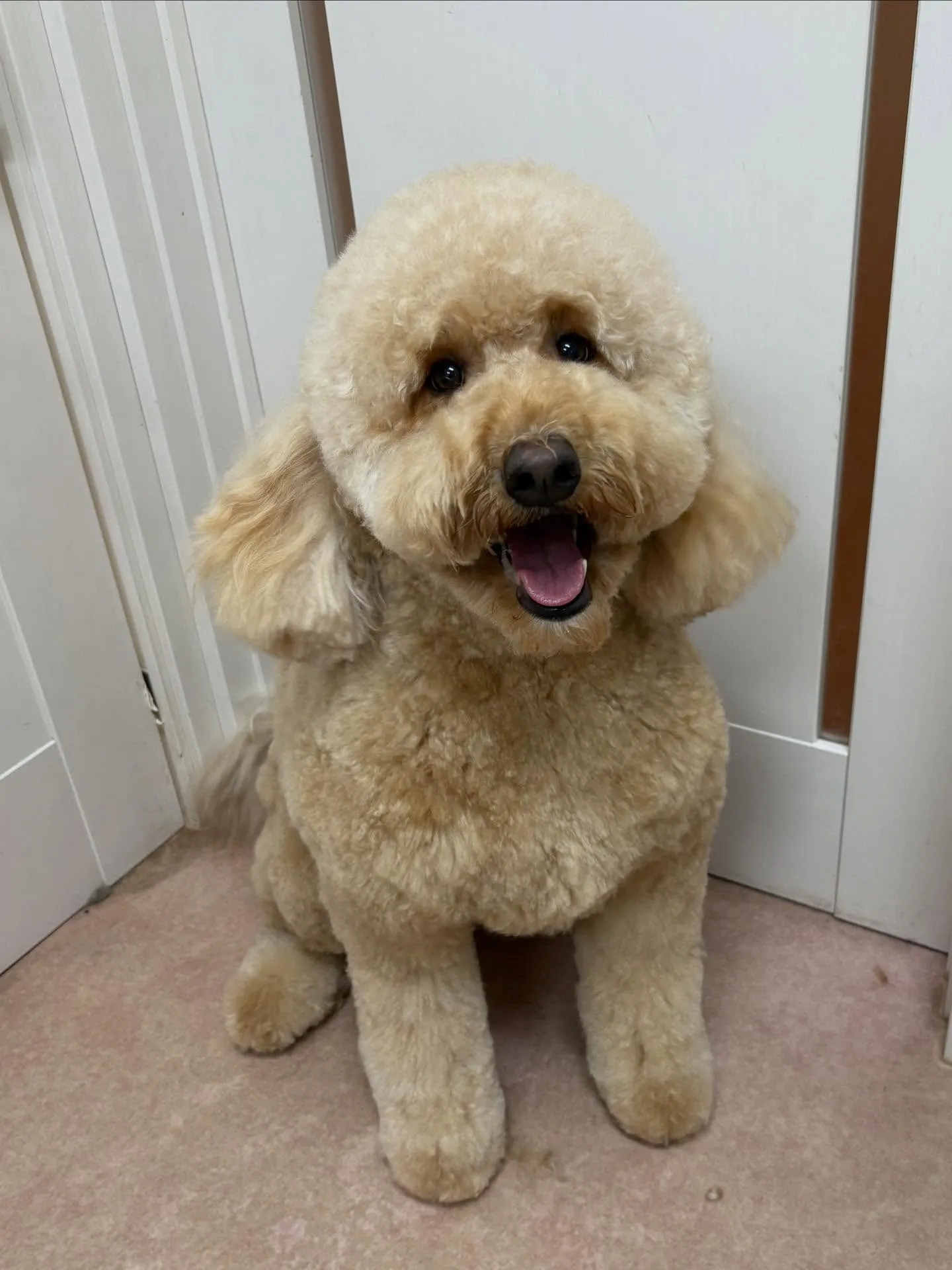 犬のトリミング✂️