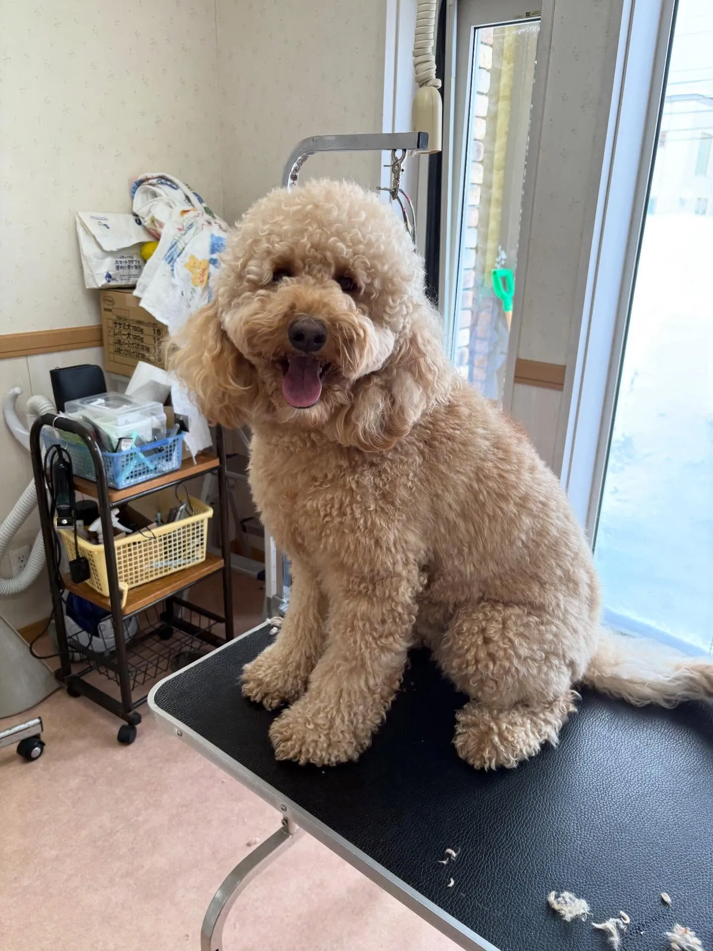 犬のトリミング✂️