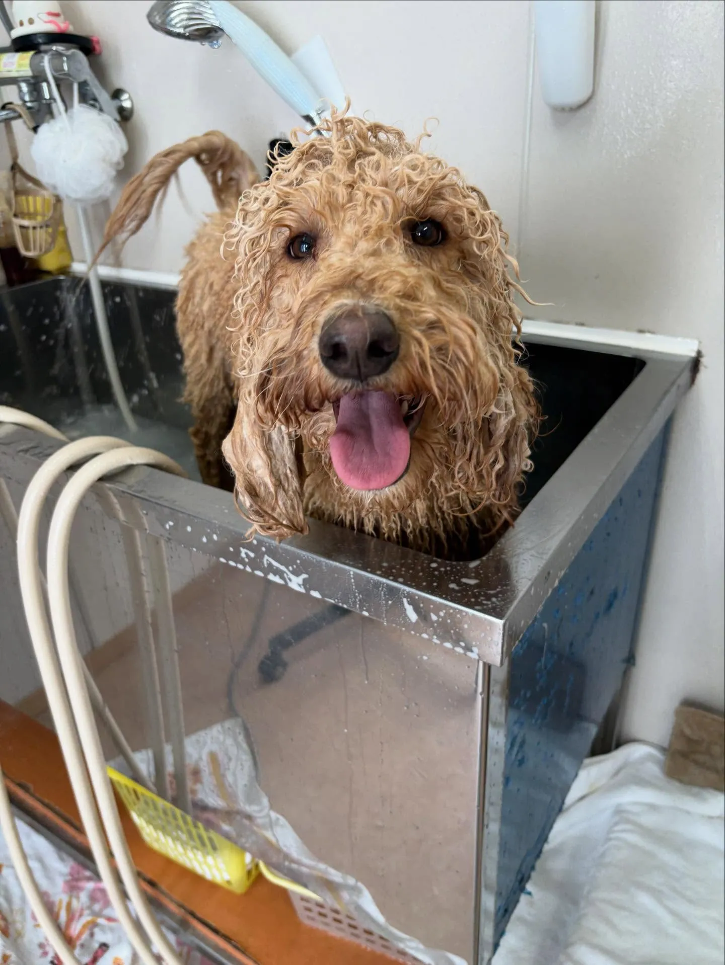 犬のトリミング✂️