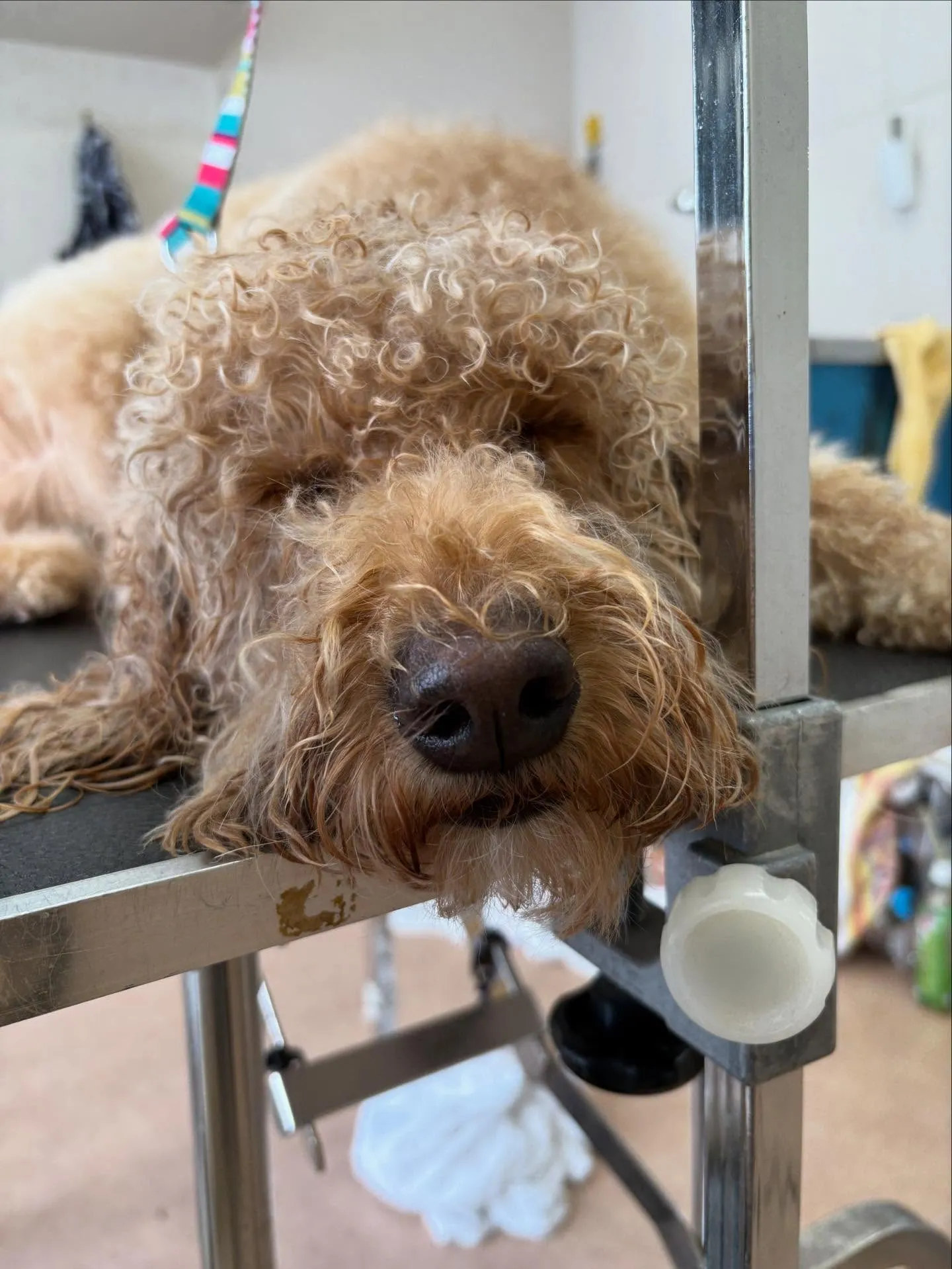 犬のトリミング✂️