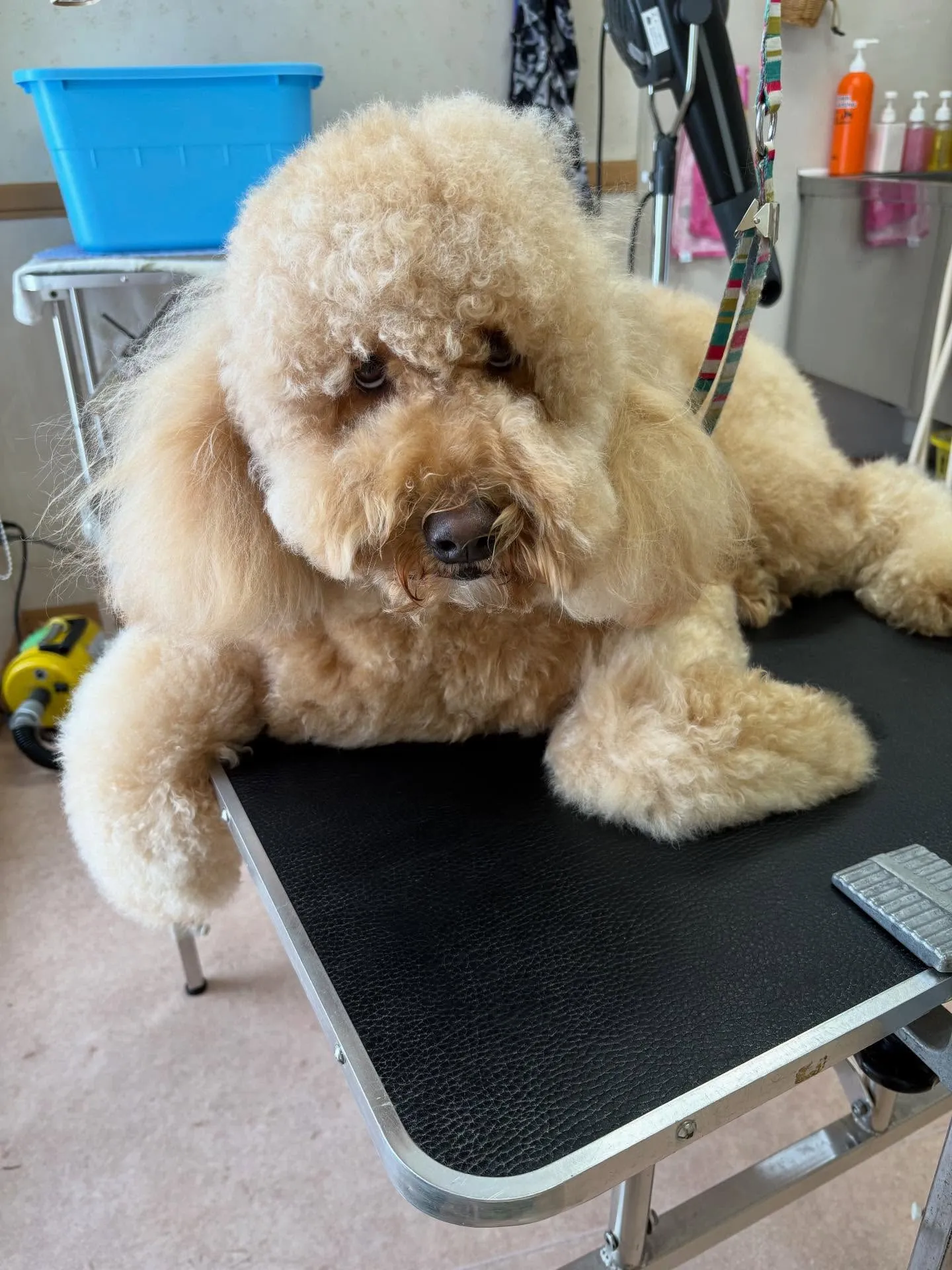 犬のトリミング✂️