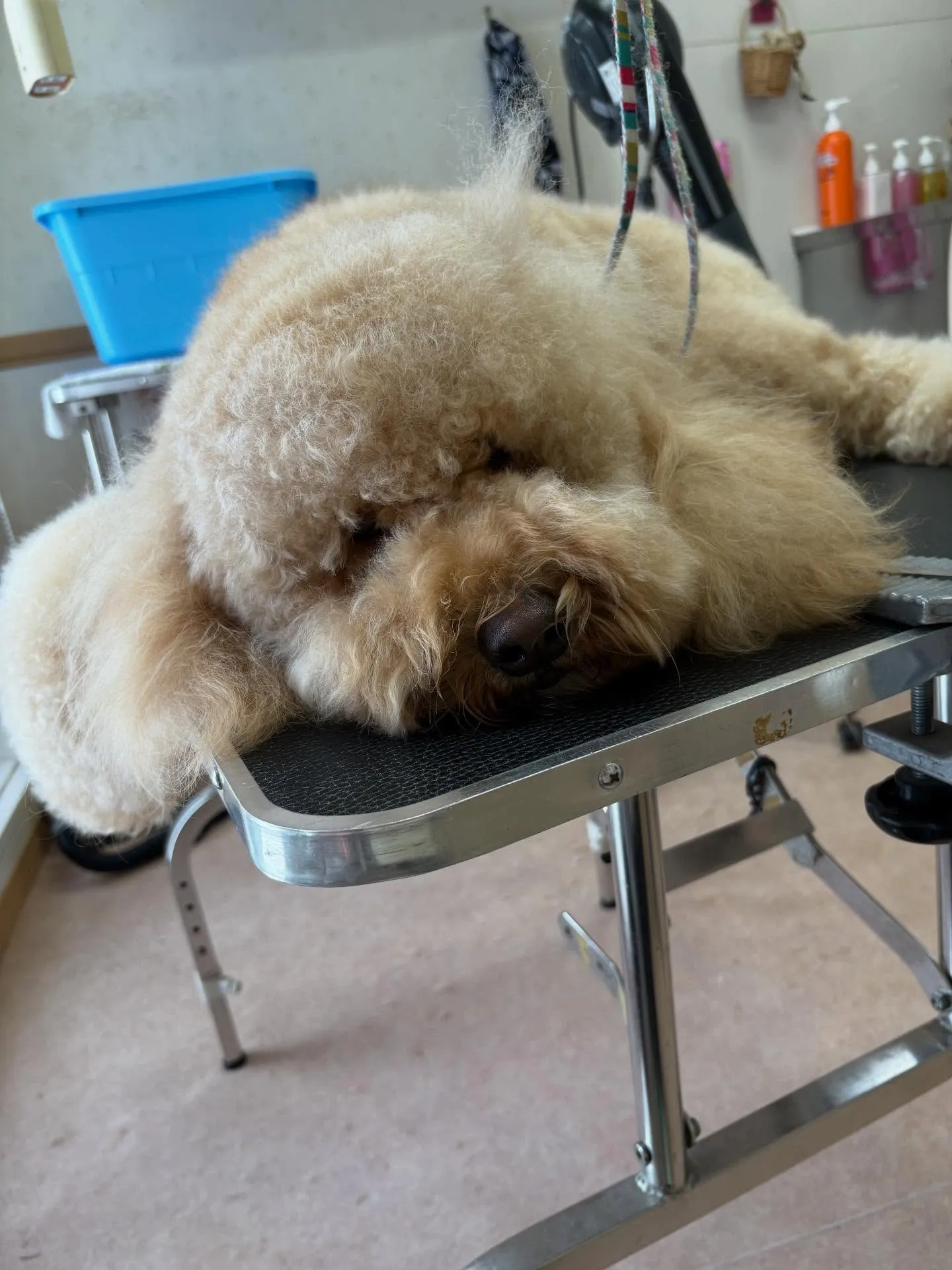 犬のトリミング✂️