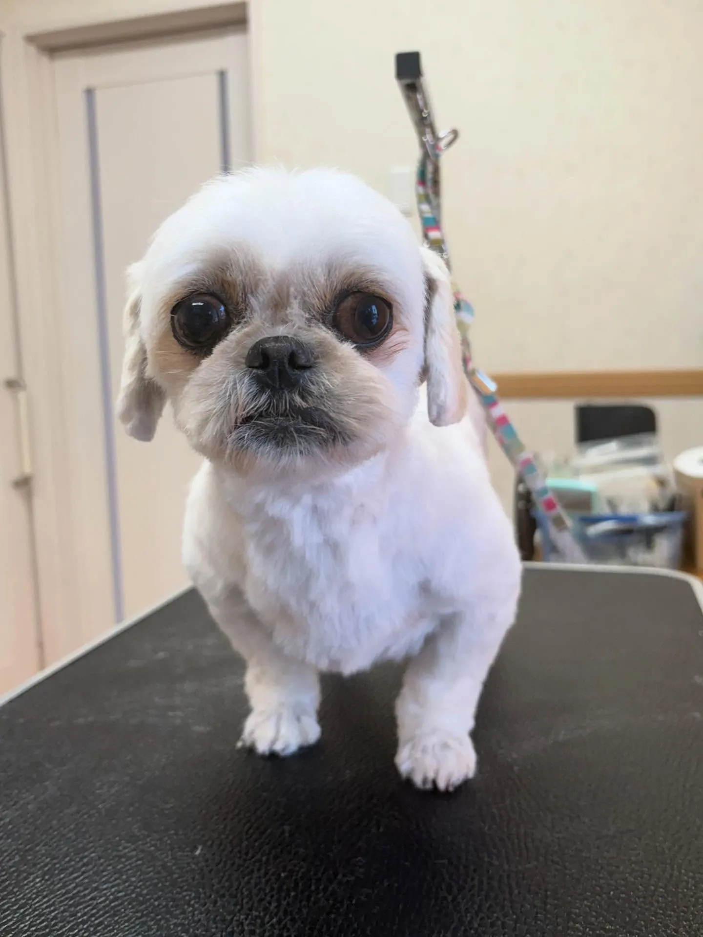 犬のトリミング✂️