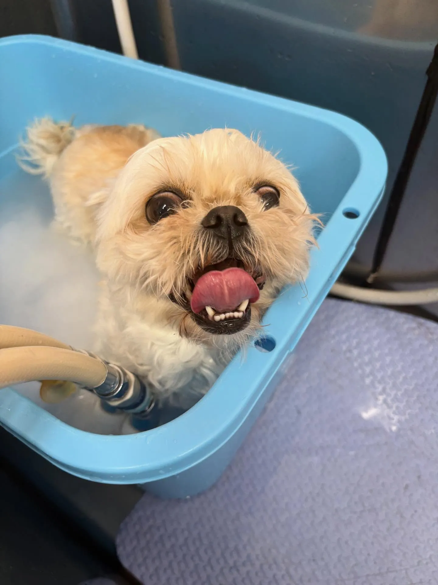 犬のトリミング✂️