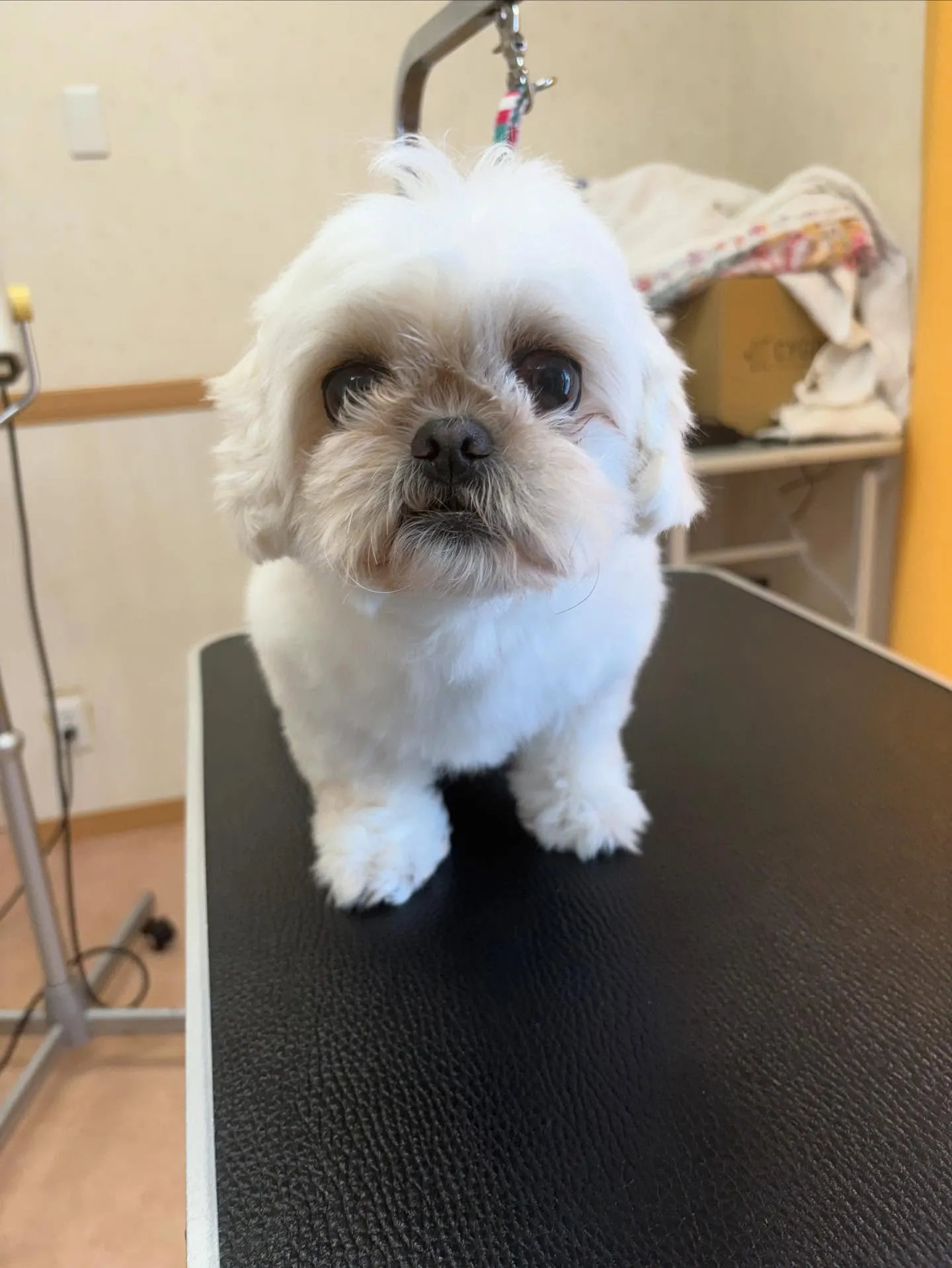 犬のトリミング✂️