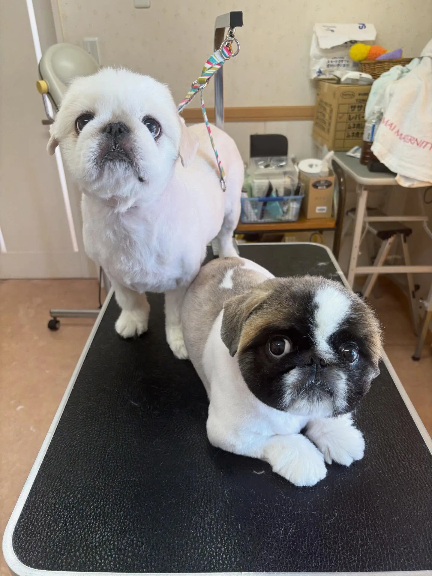 犬のトリミング✂️