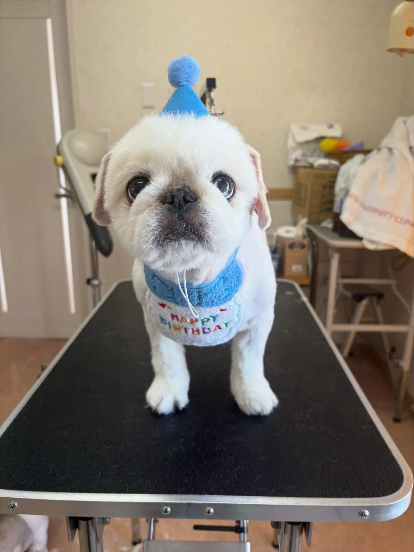 犬のトリミング✂️