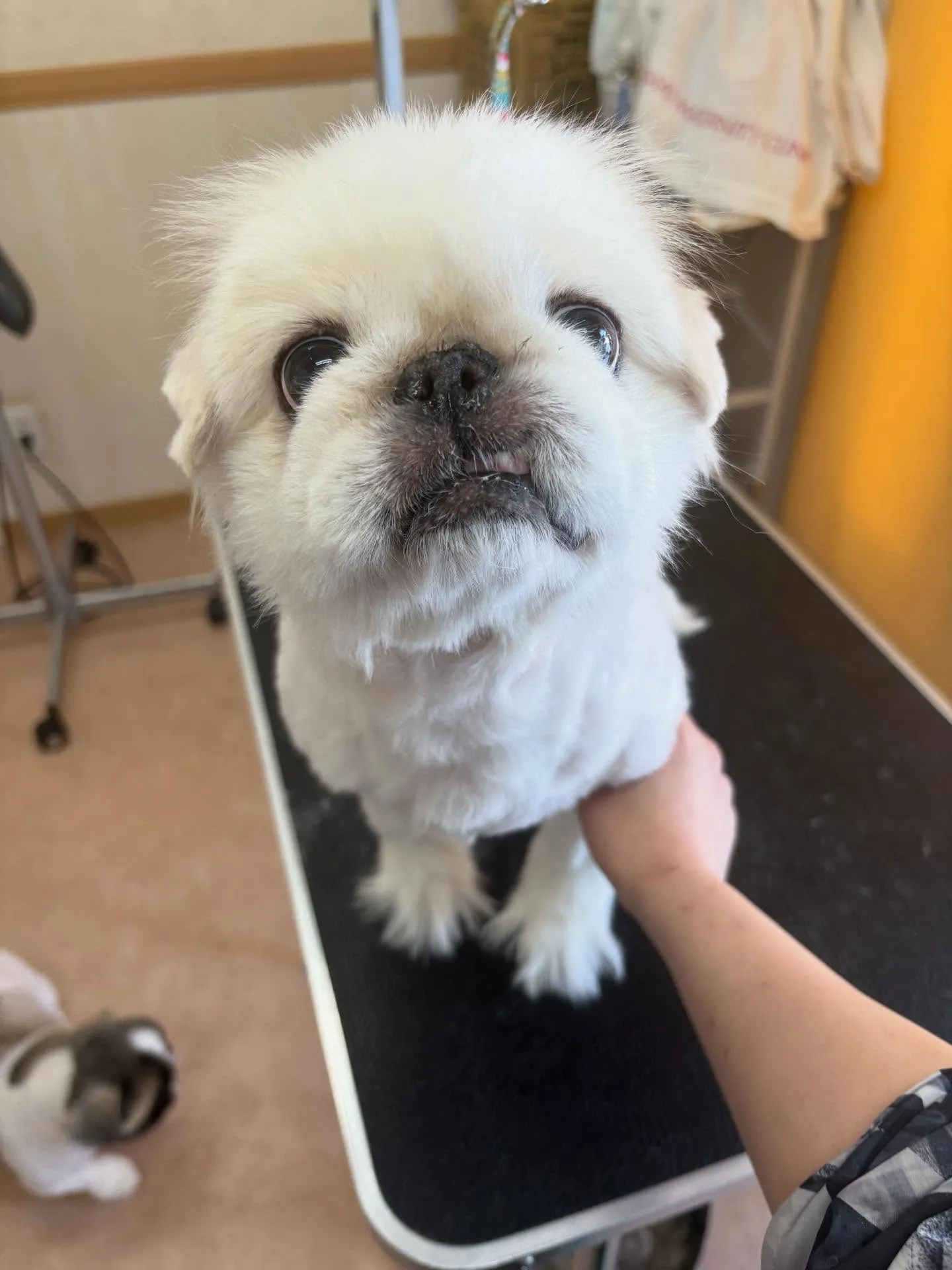 犬のトリミング✂️