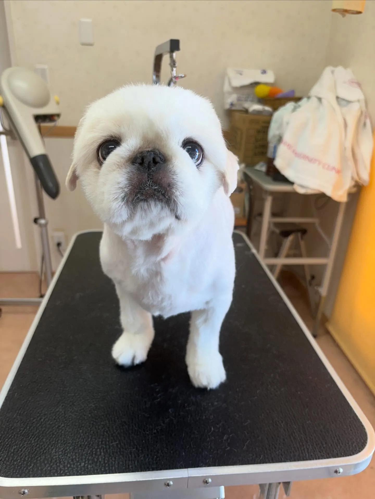 犬のトリミング✂️