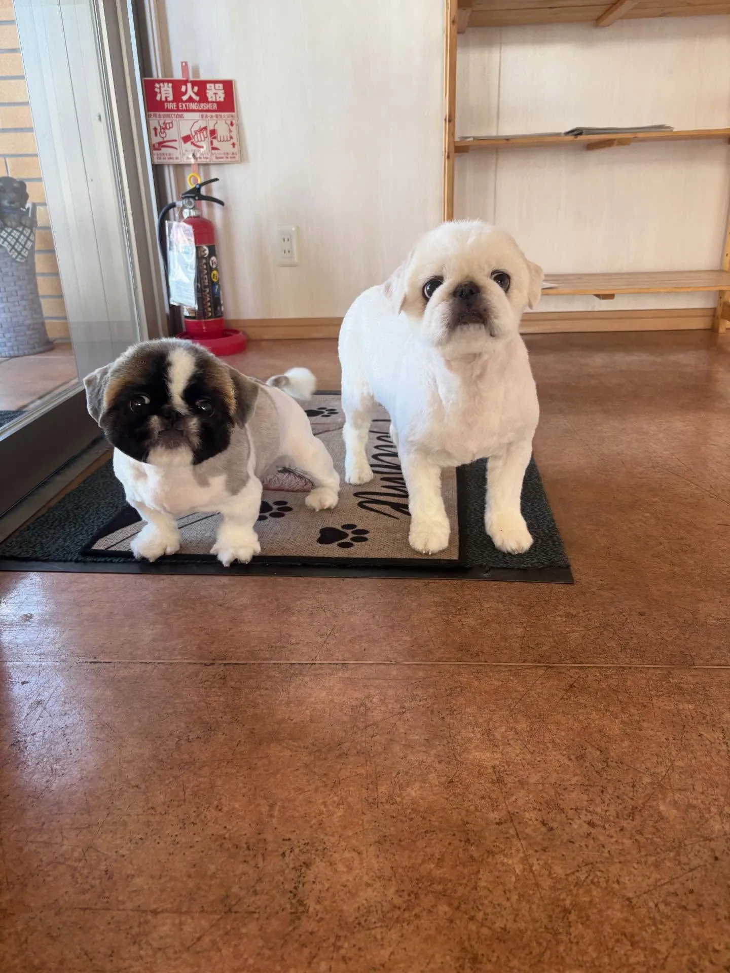 犬のトリミング✂️