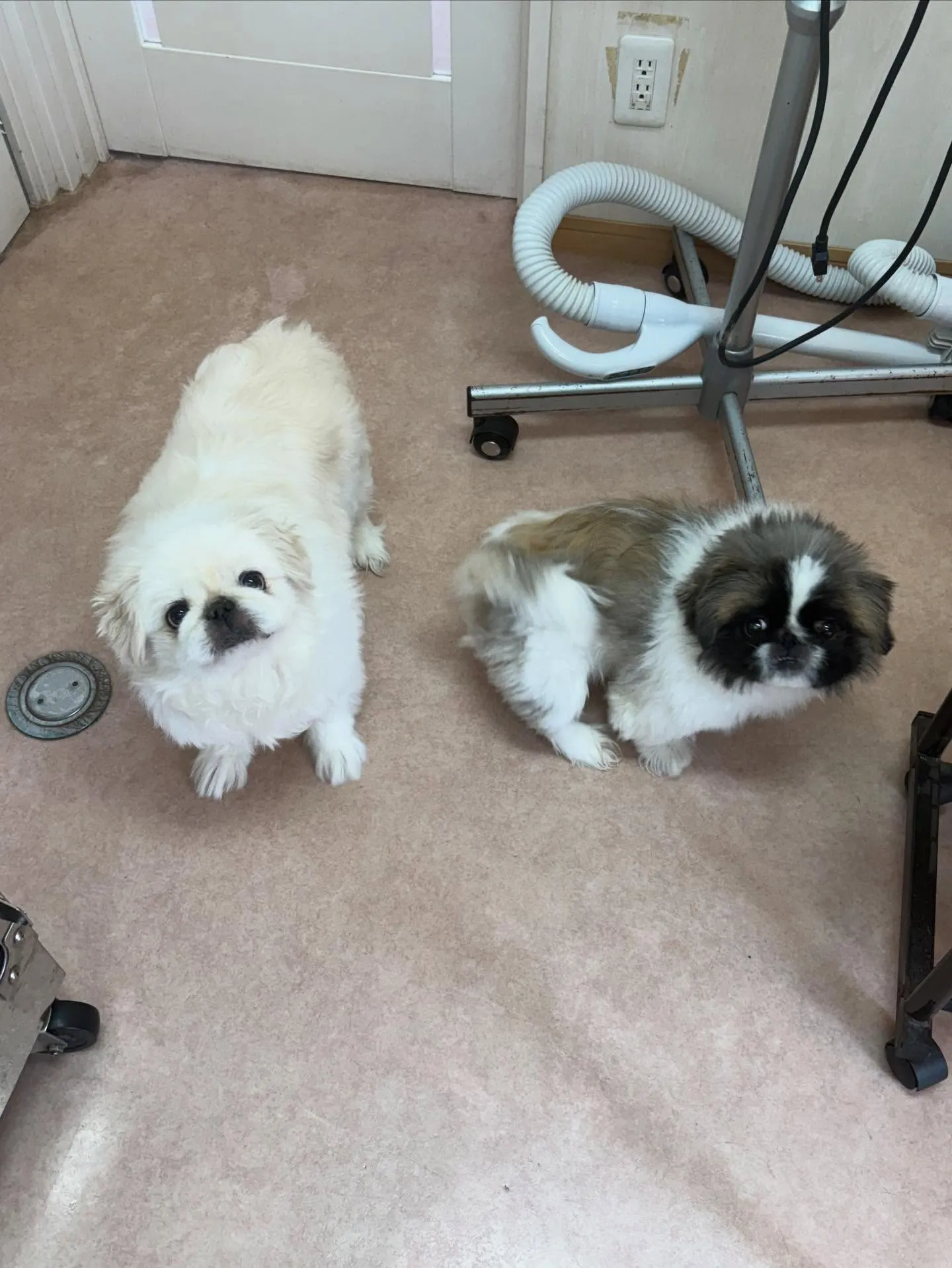 犬のトリミング✂️