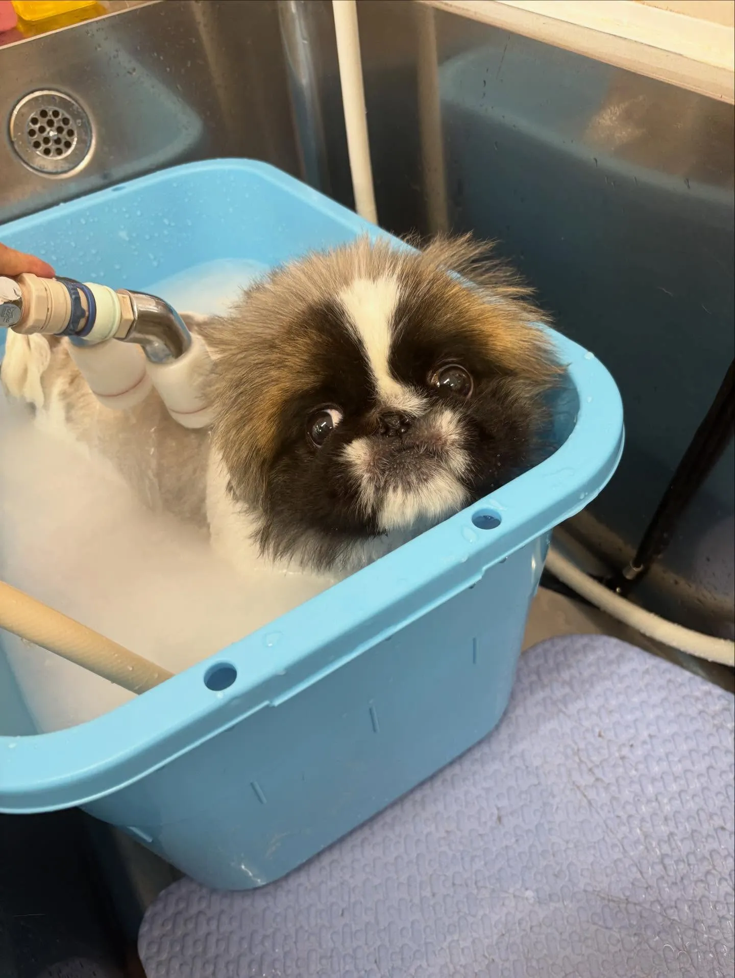 犬のトリミング✂️