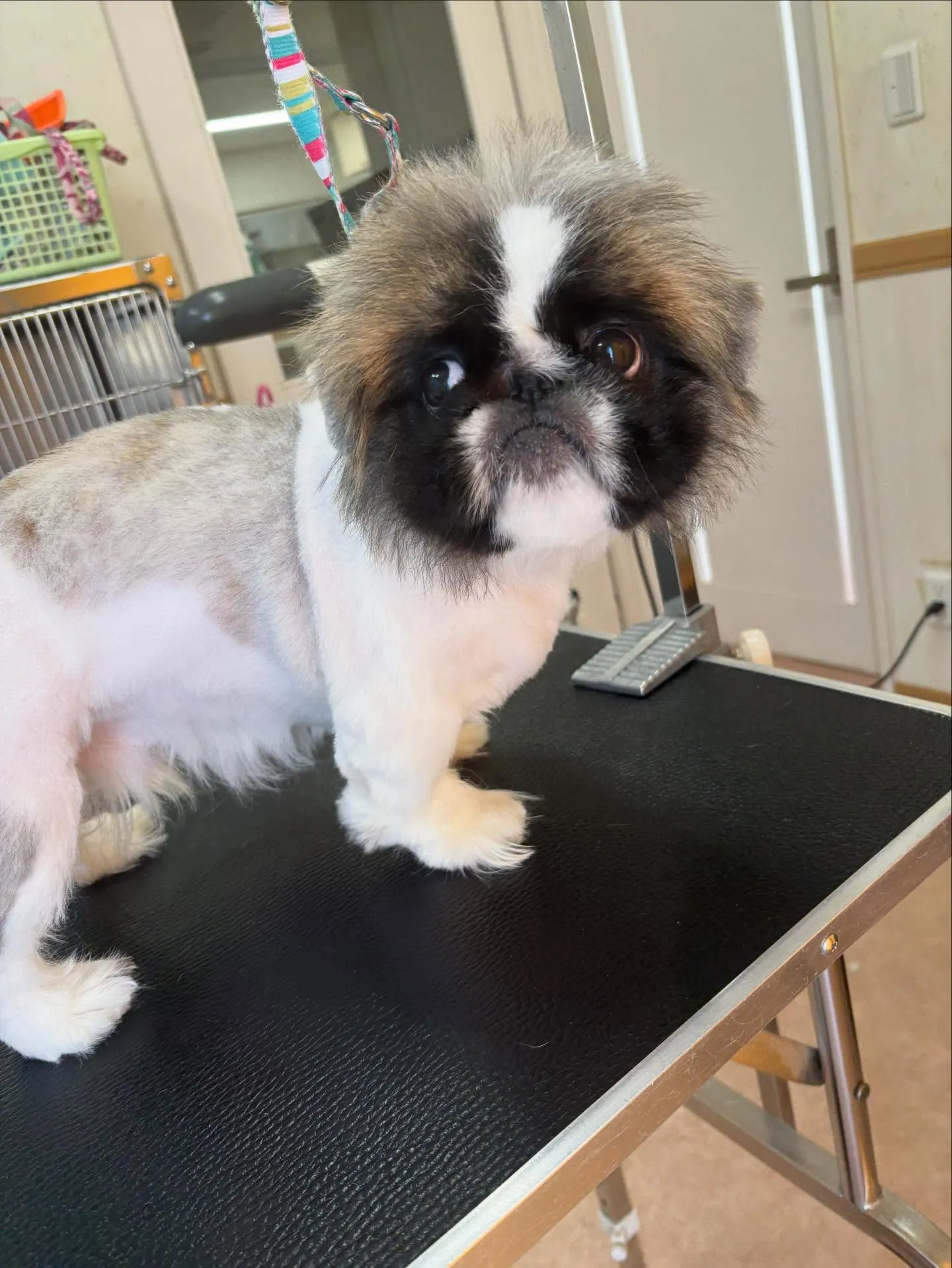 犬のトリミング✂️