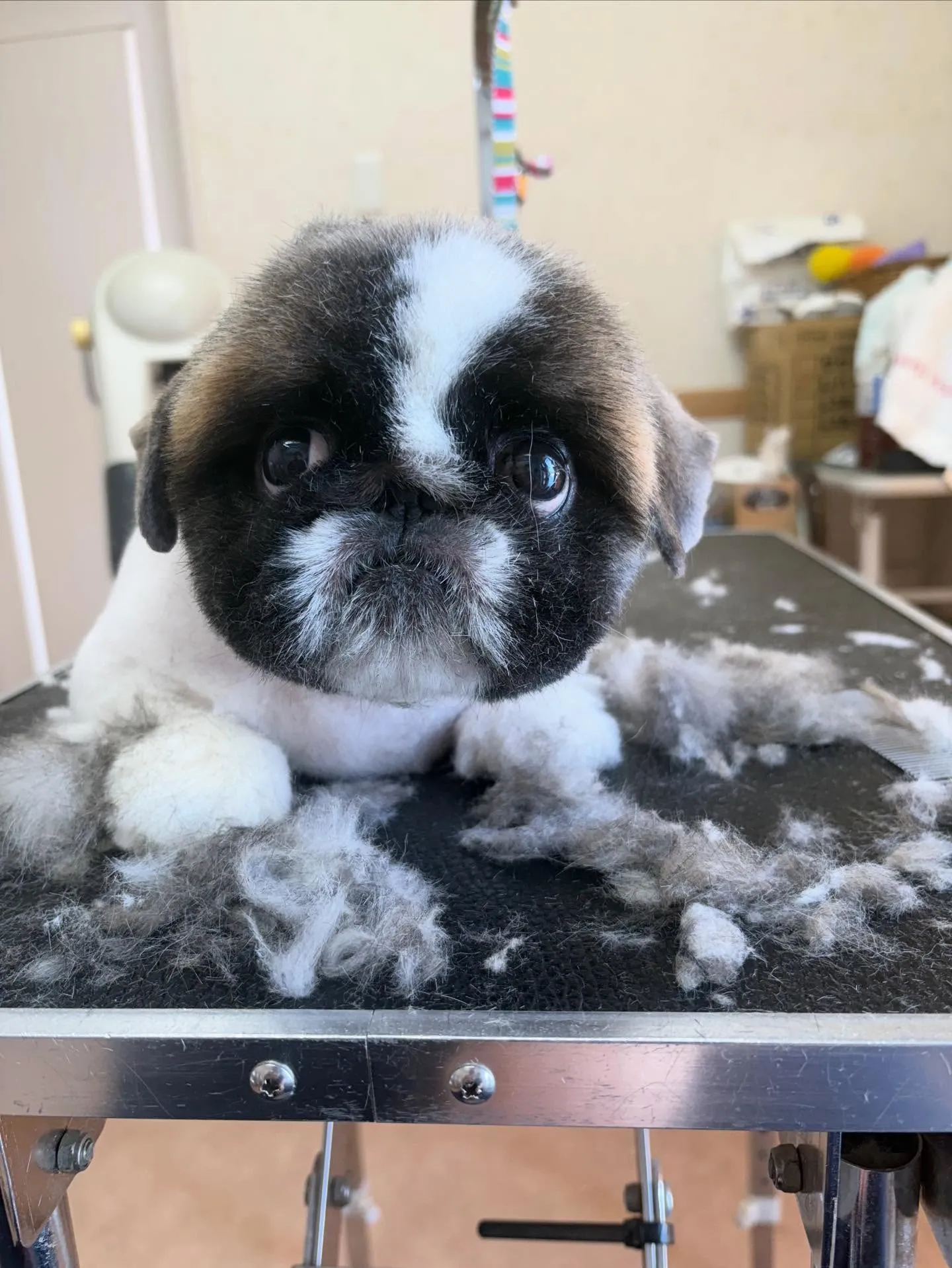 犬のトリミング✂️