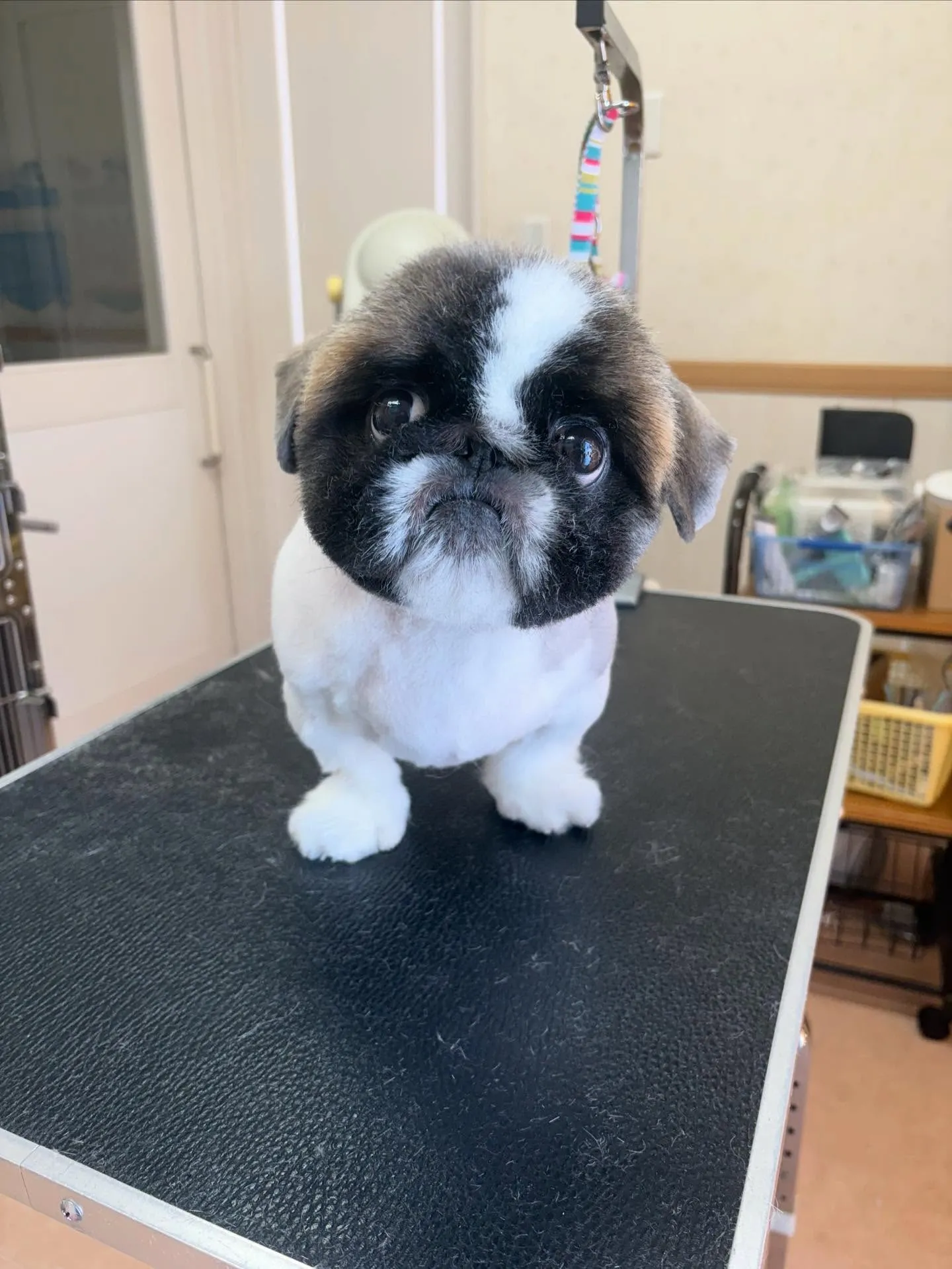 犬のトリミング✂️