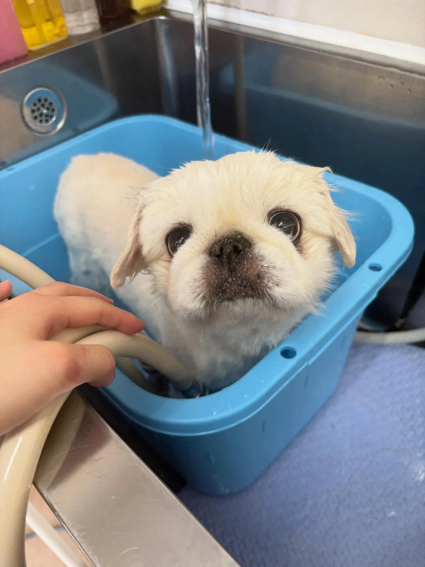 犬のトリミング✂️