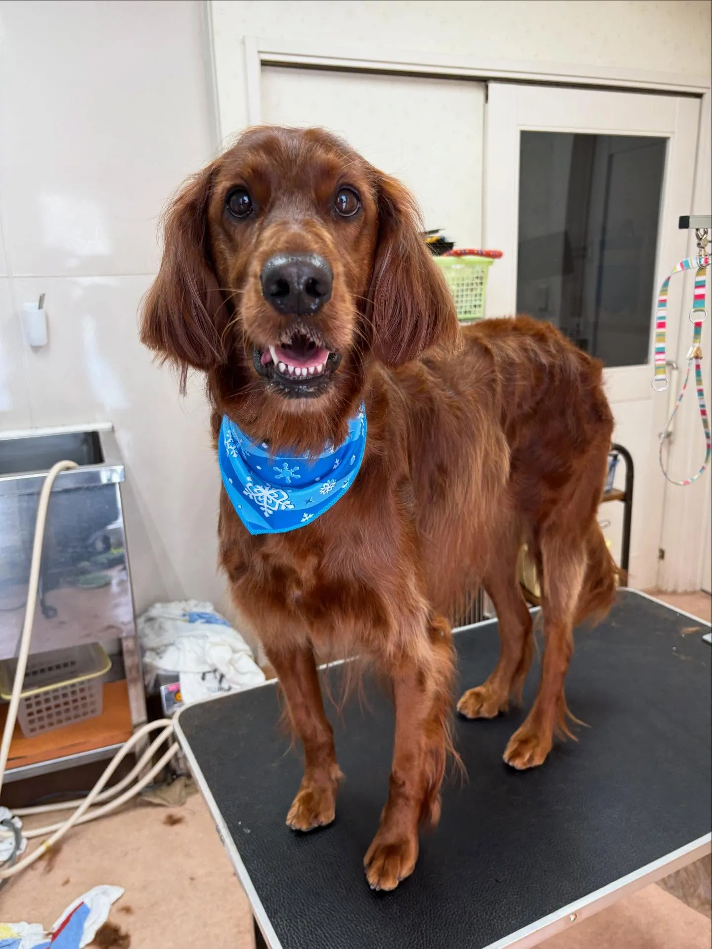 犬のトリミング✂️