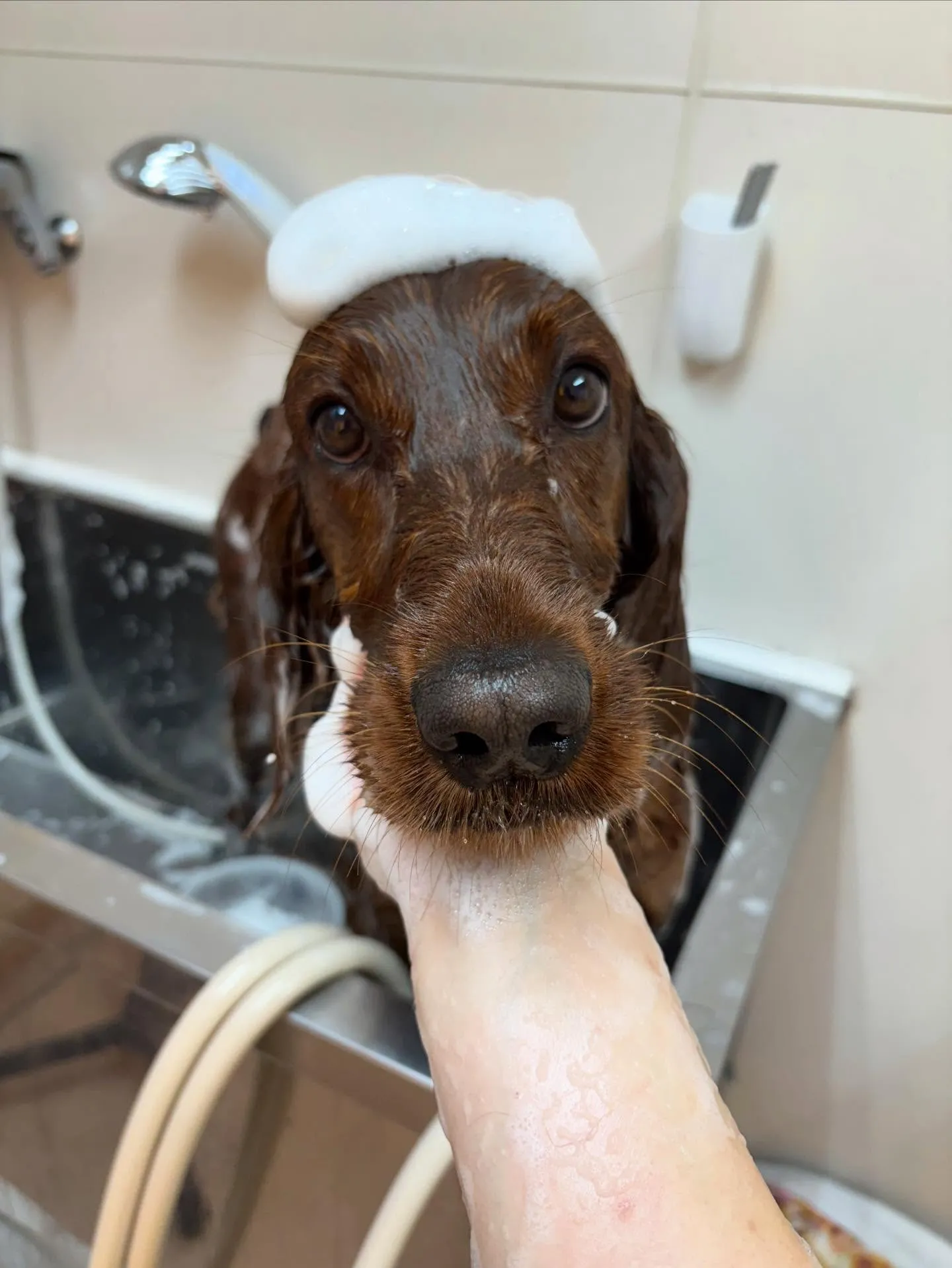 犬のトリミング✂️