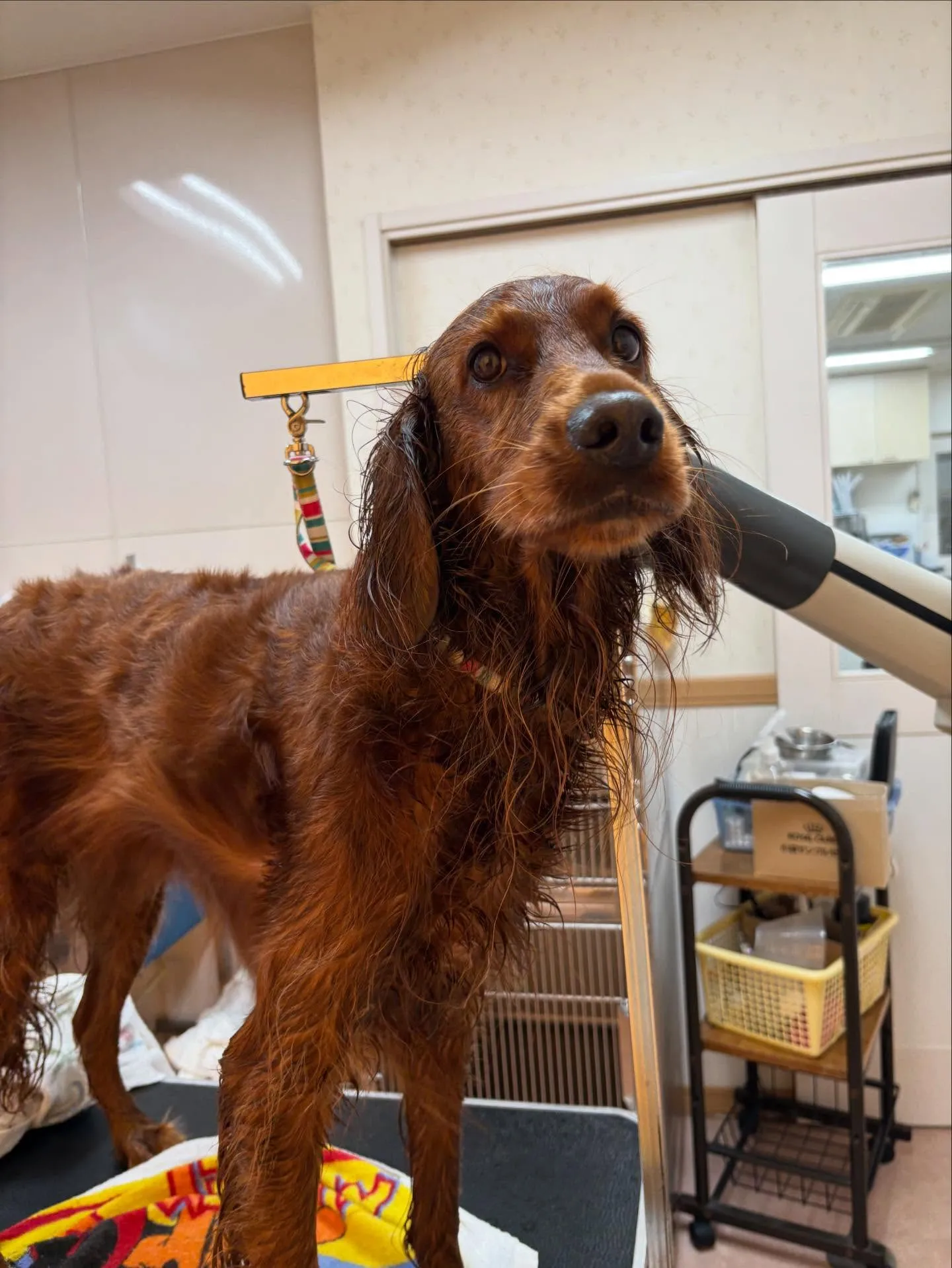 犬のトリミング✂️