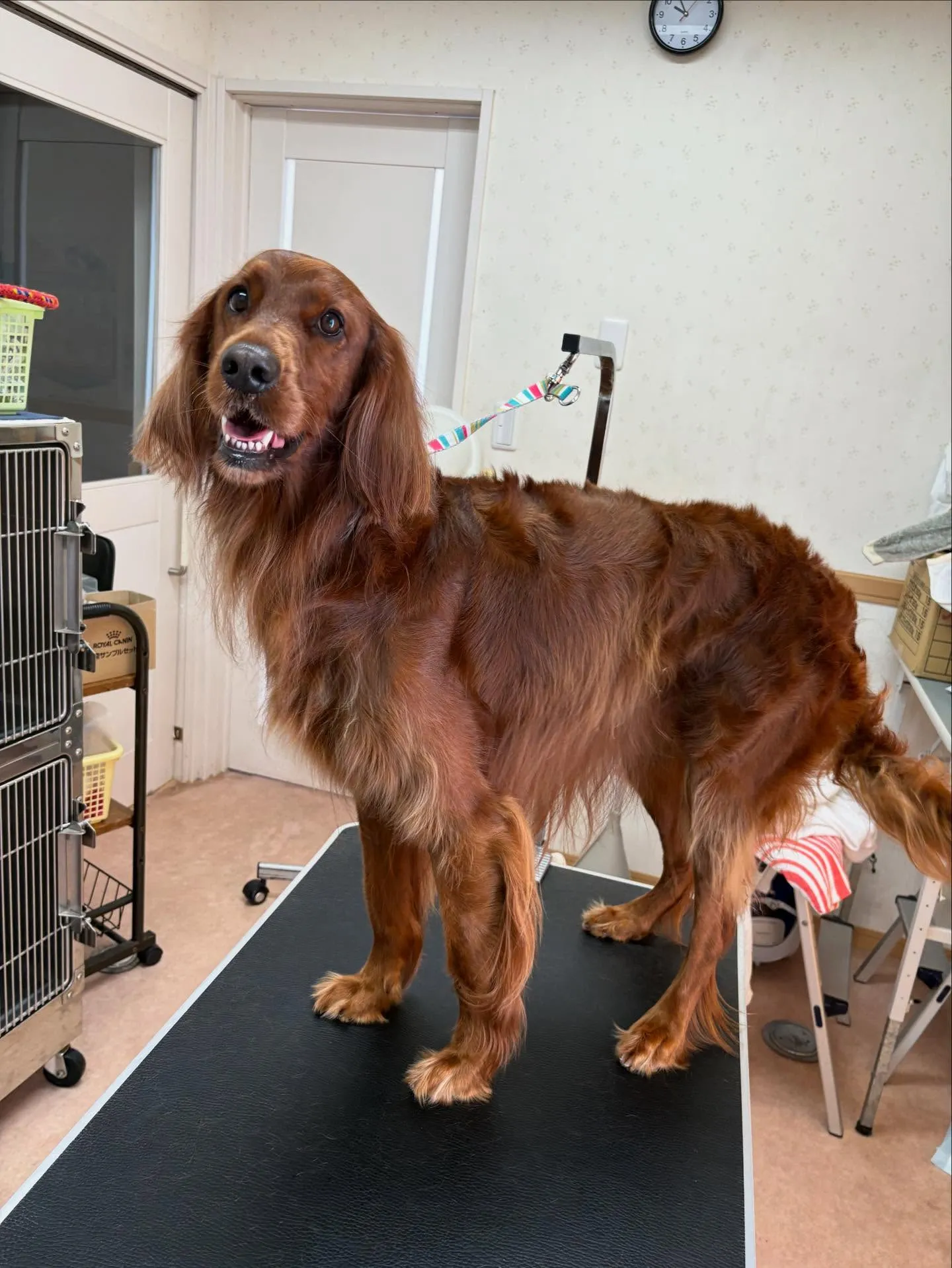 犬のトリミング✂️