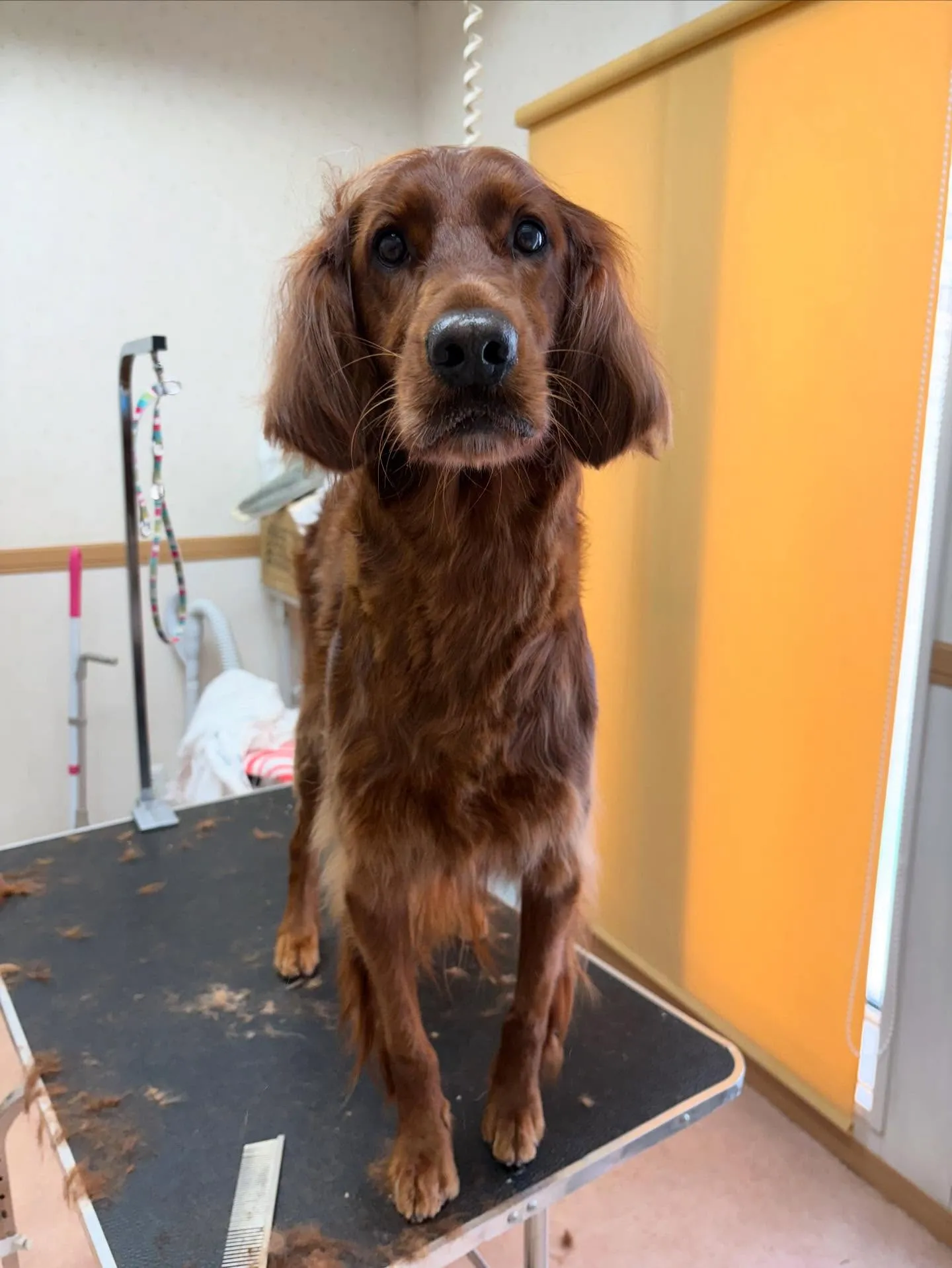 犬のトリミング✂️