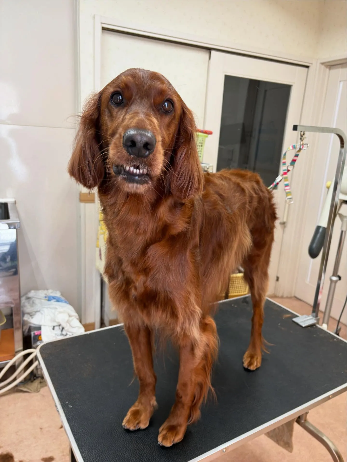 犬のトリミング✂️