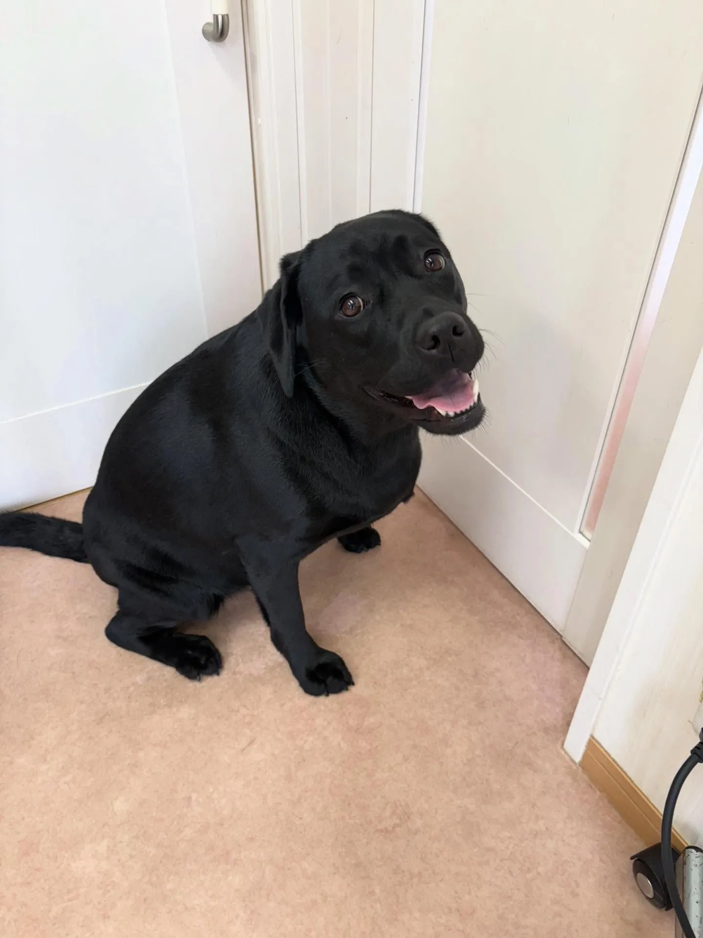 犬のシャンプー🫧