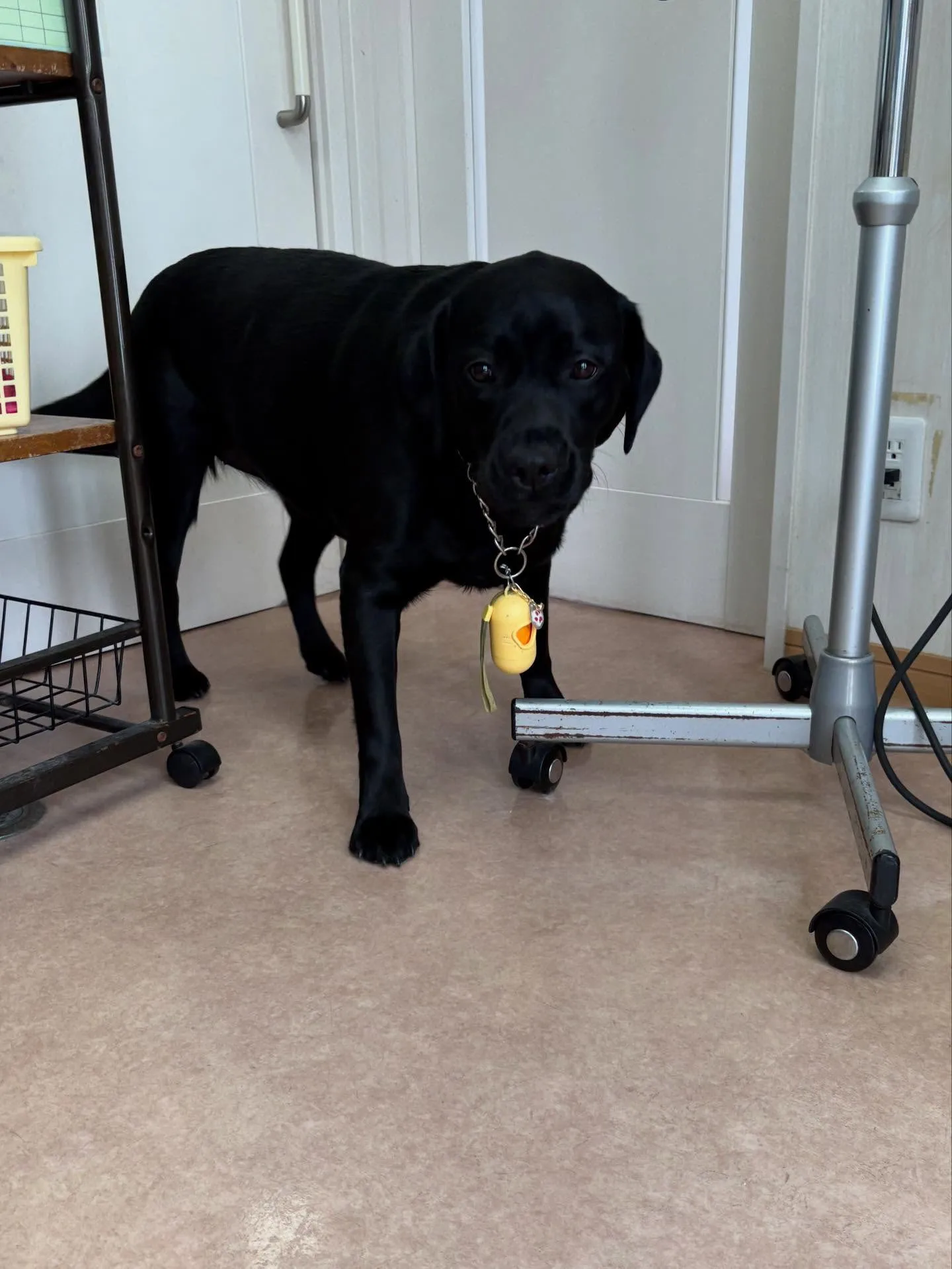 犬のシャンプー🫧