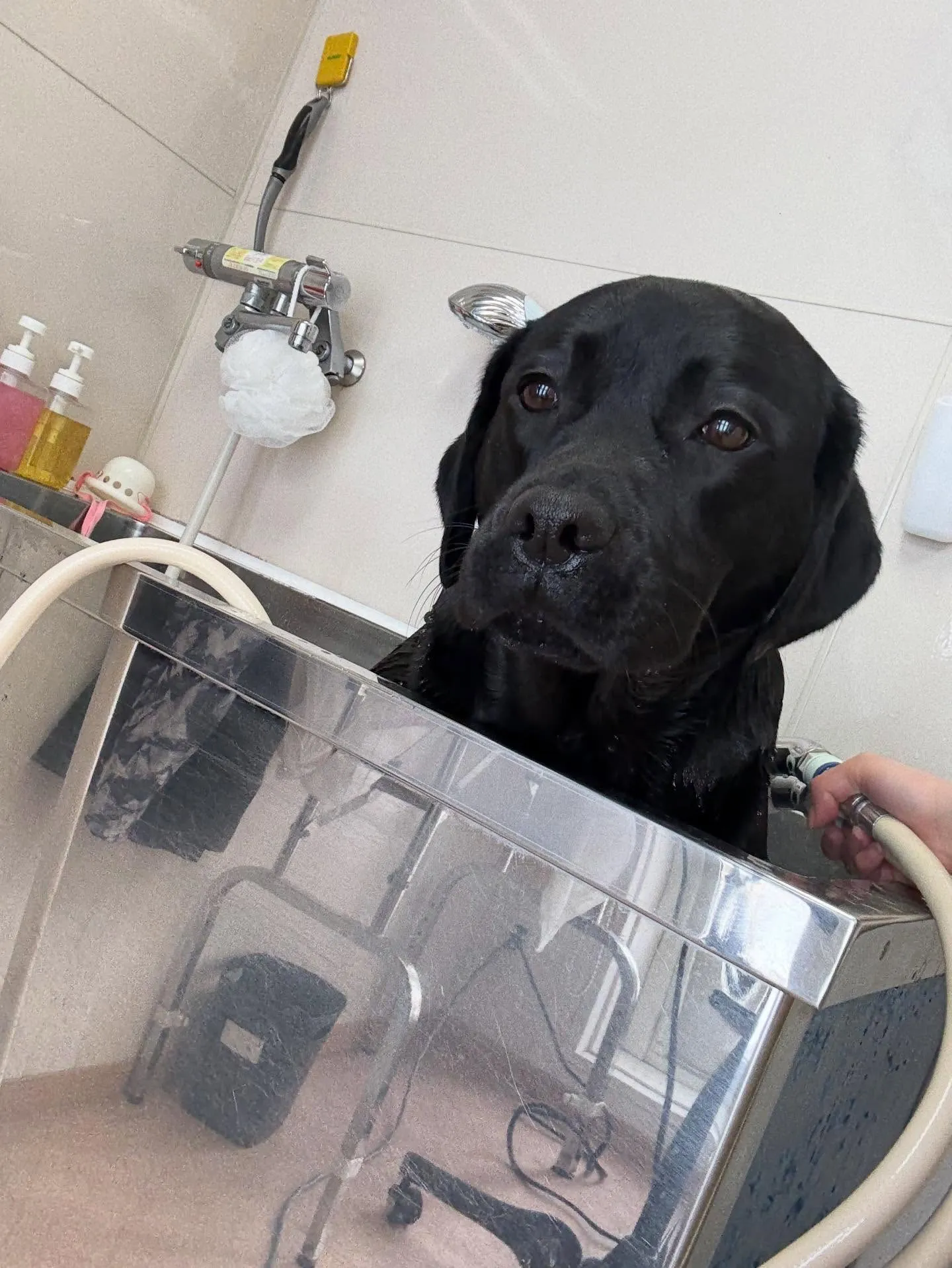 犬のシャンプー🫧