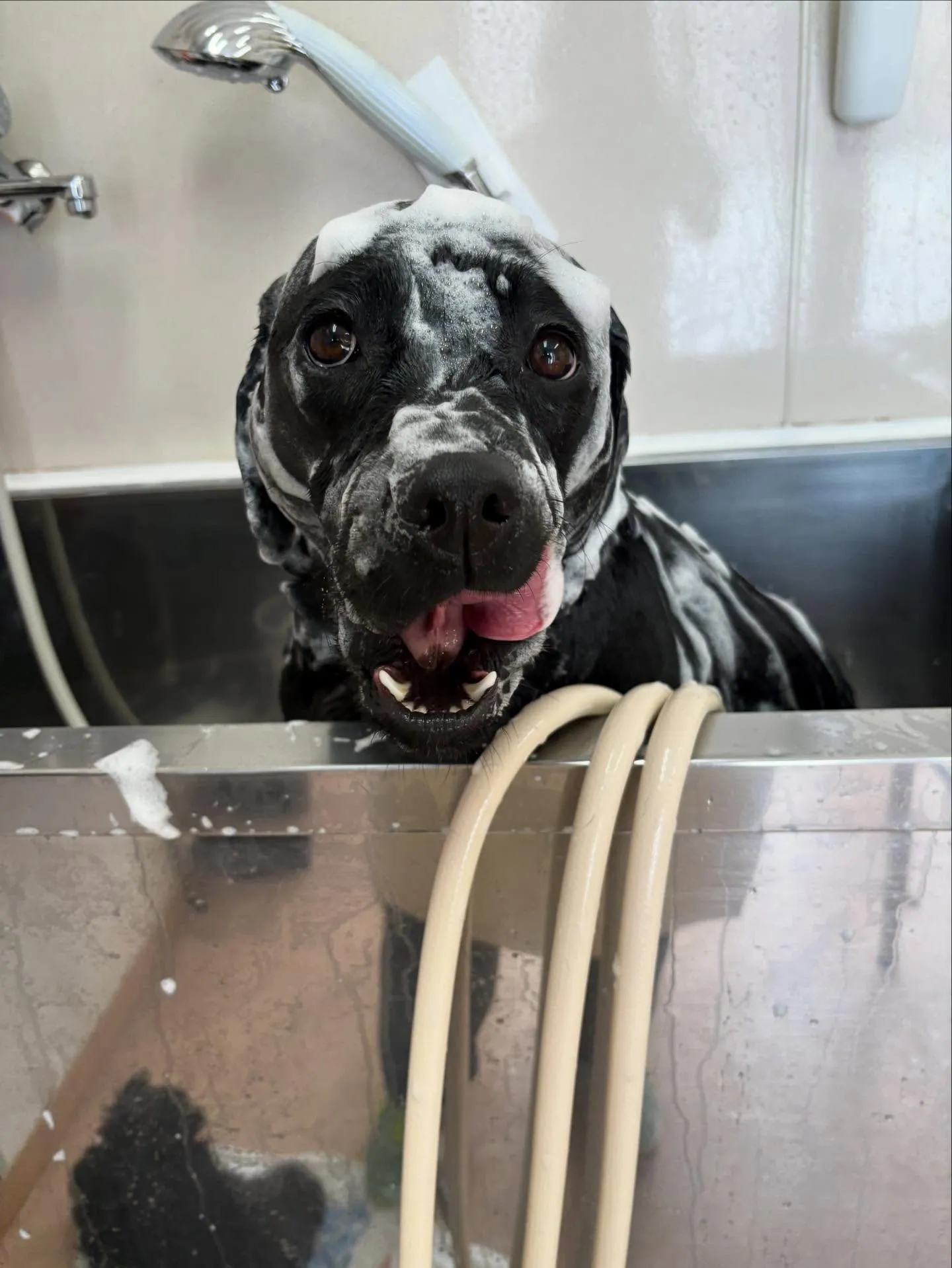 犬のシャンプー🫧