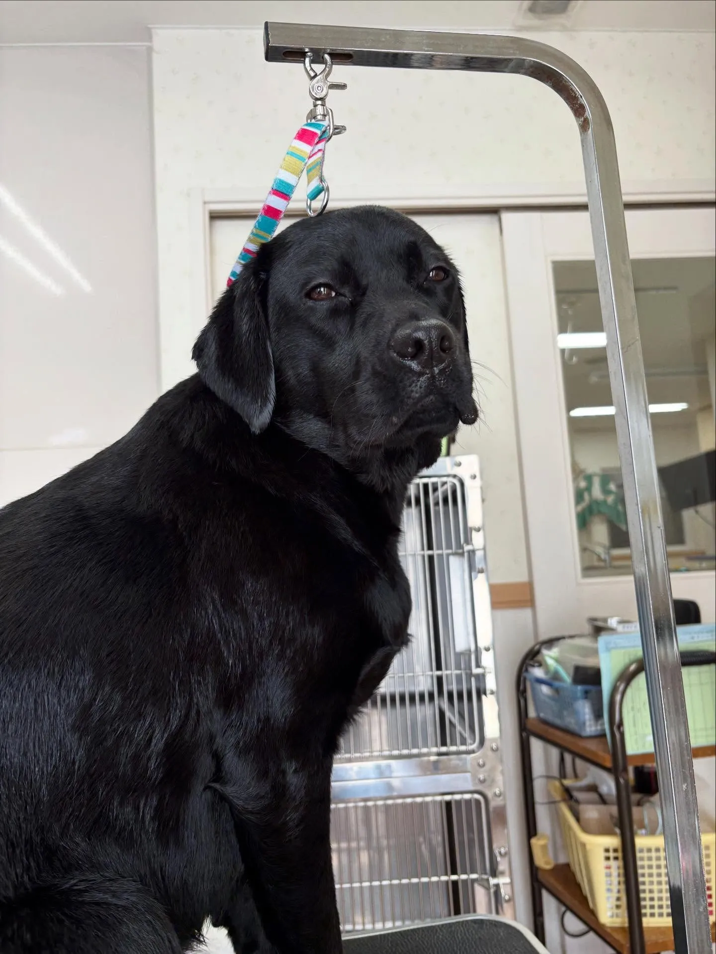 犬のシャンプー🫧