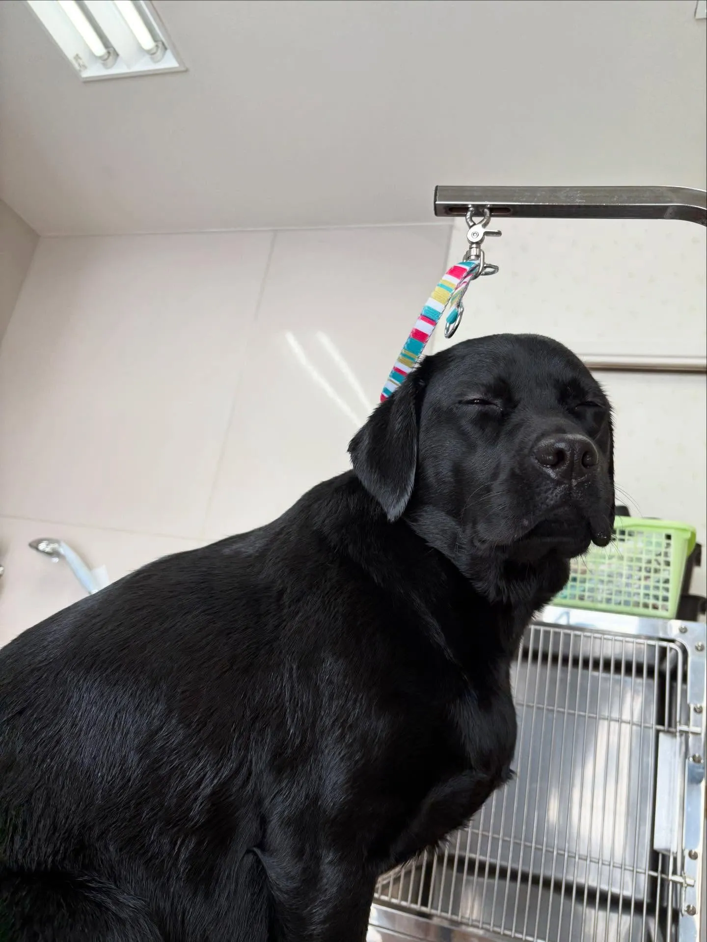 犬のシャンプー🫧