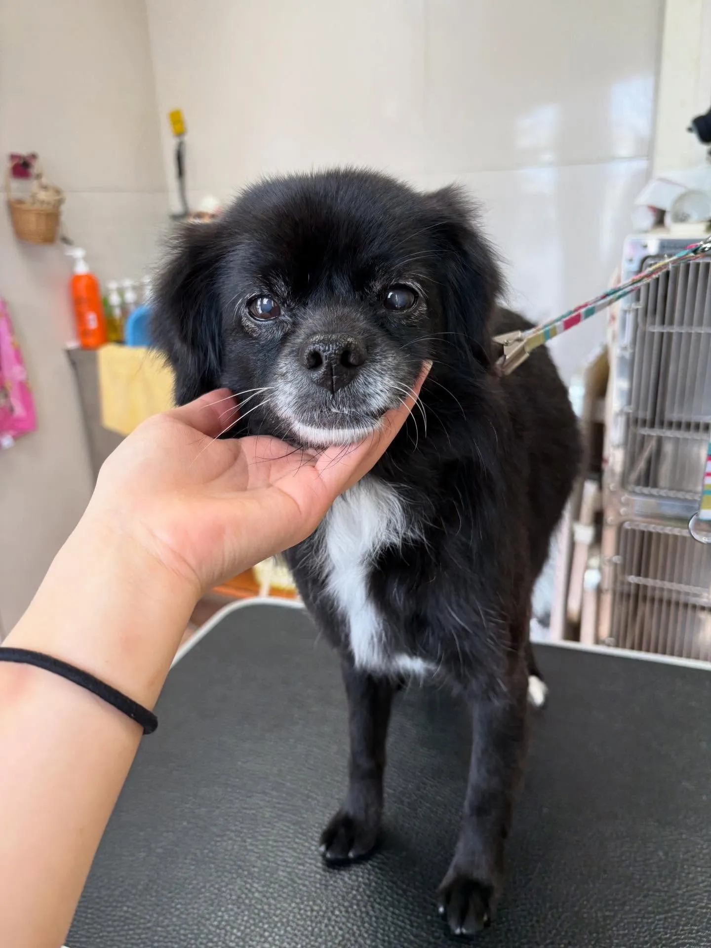 犬のシャンプー🫧