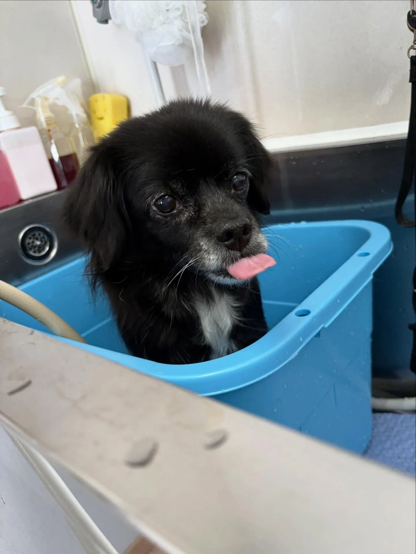 犬のシャンプー🫧