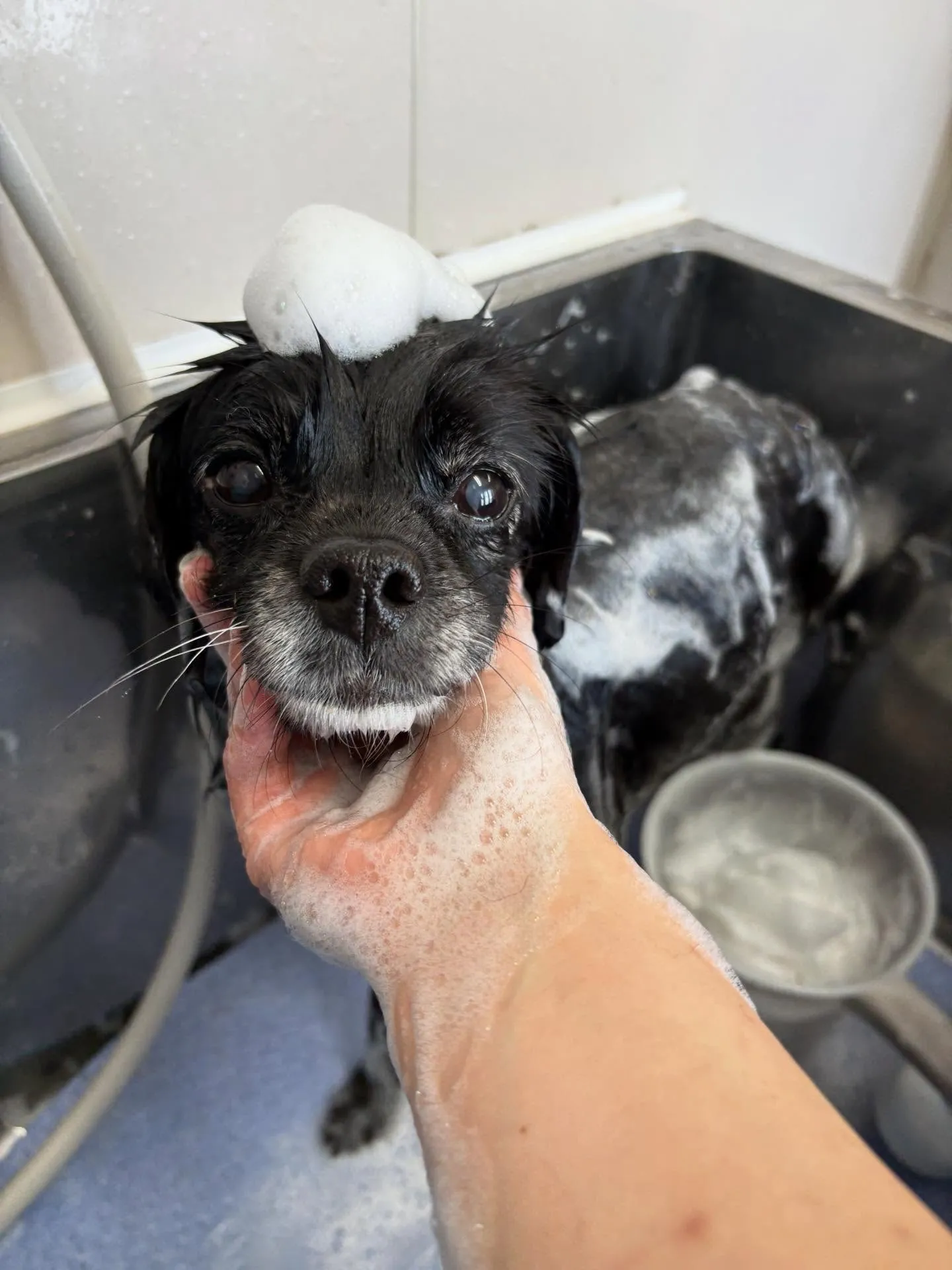 犬のシャンプー🫧