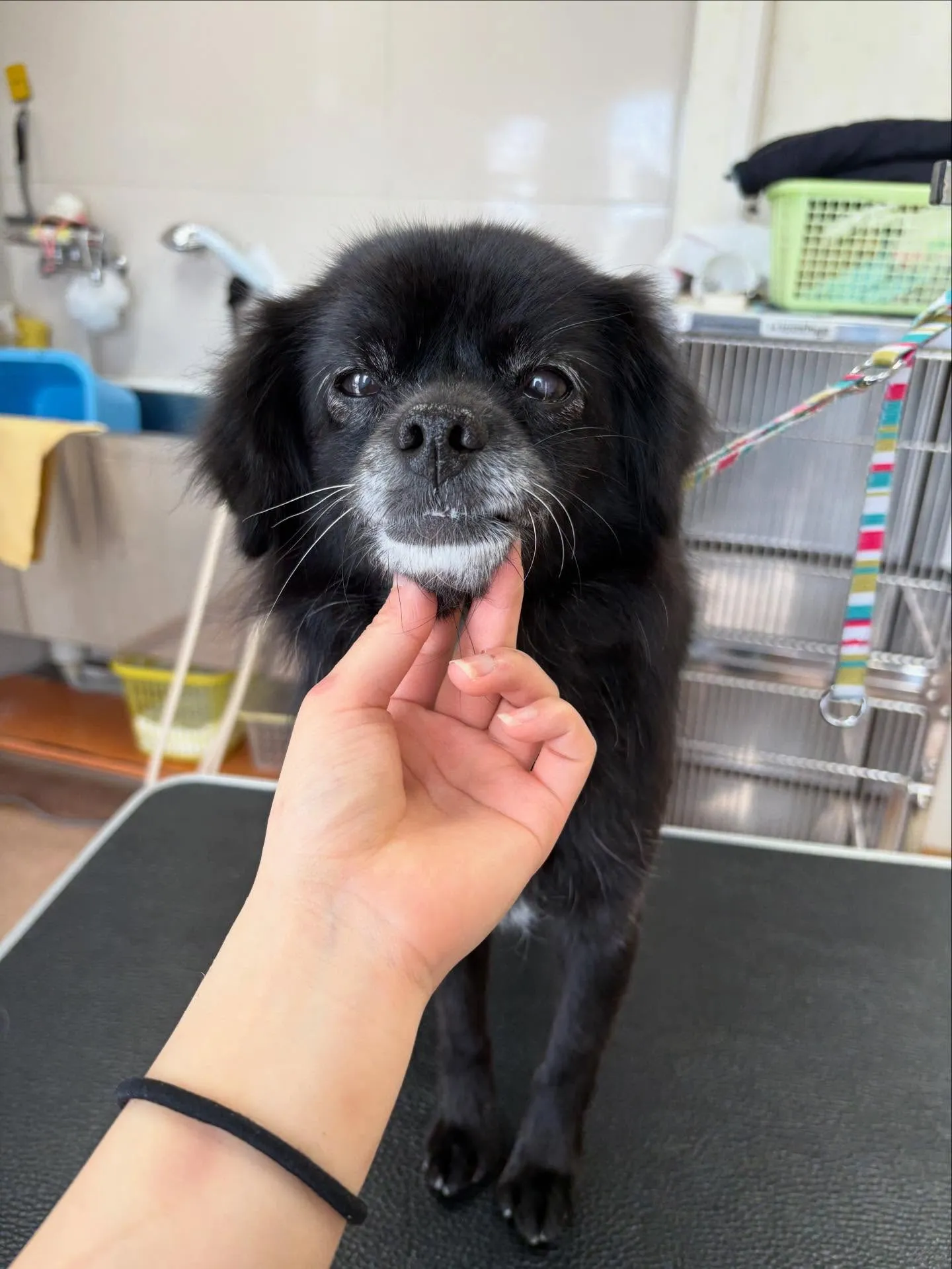 犬のシャンプー🫧