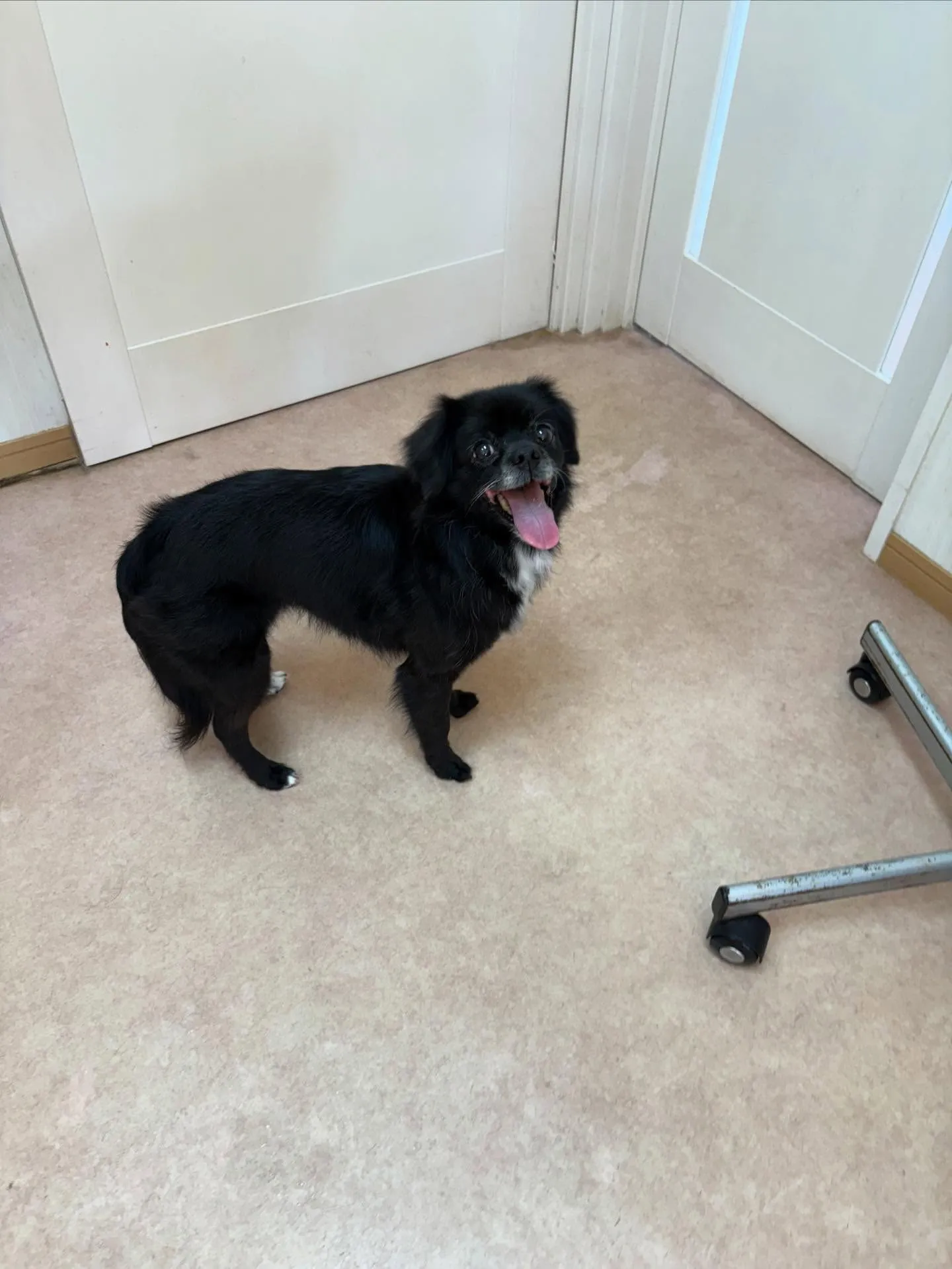 犬のシャンプー🫧