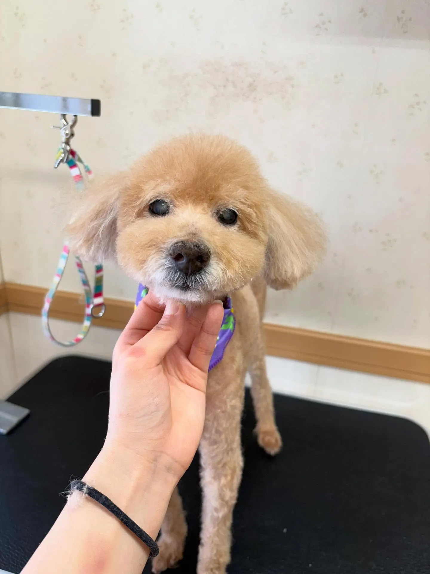 犬のトリミング✂️