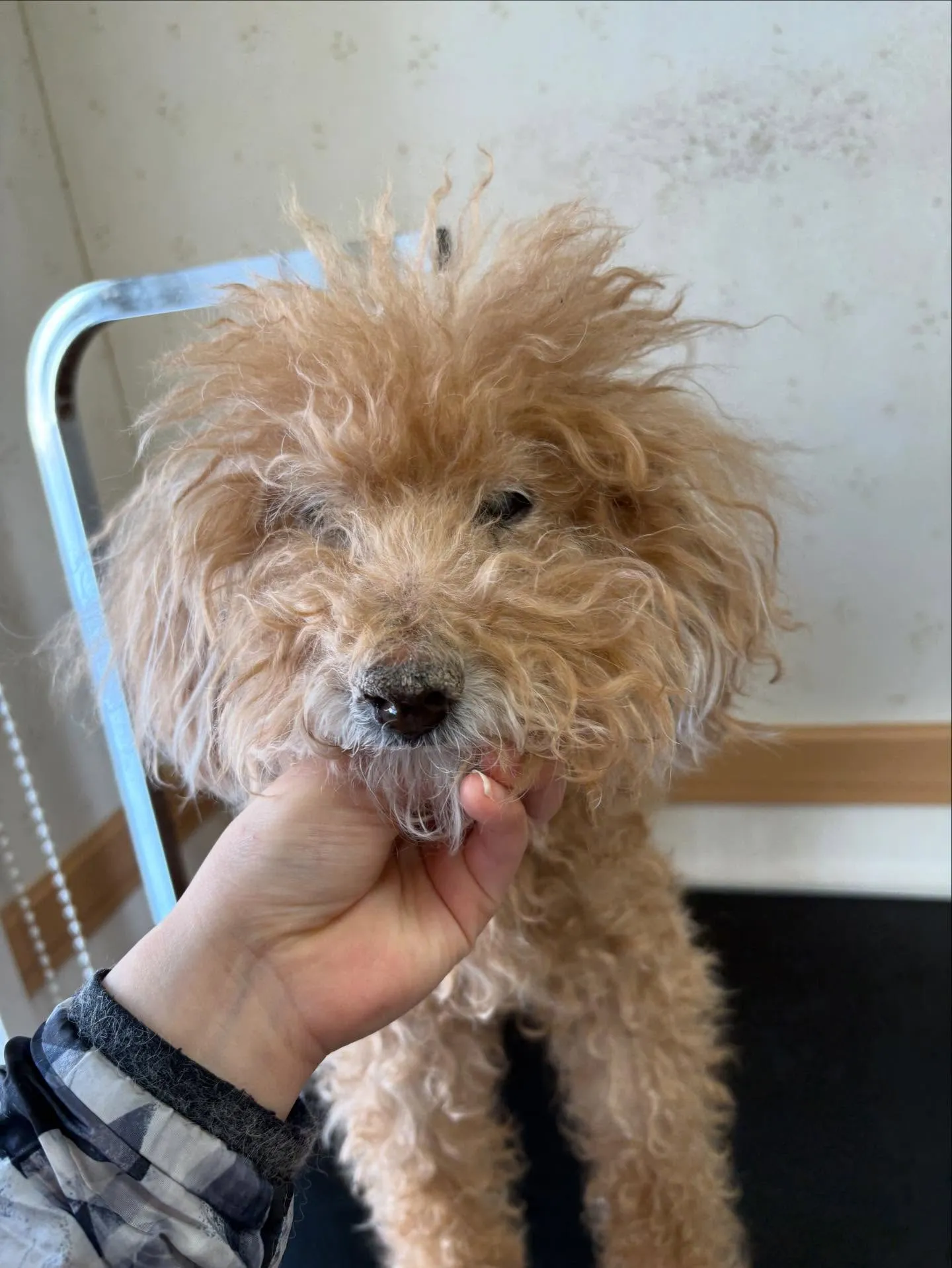 犬のトリミング✂️