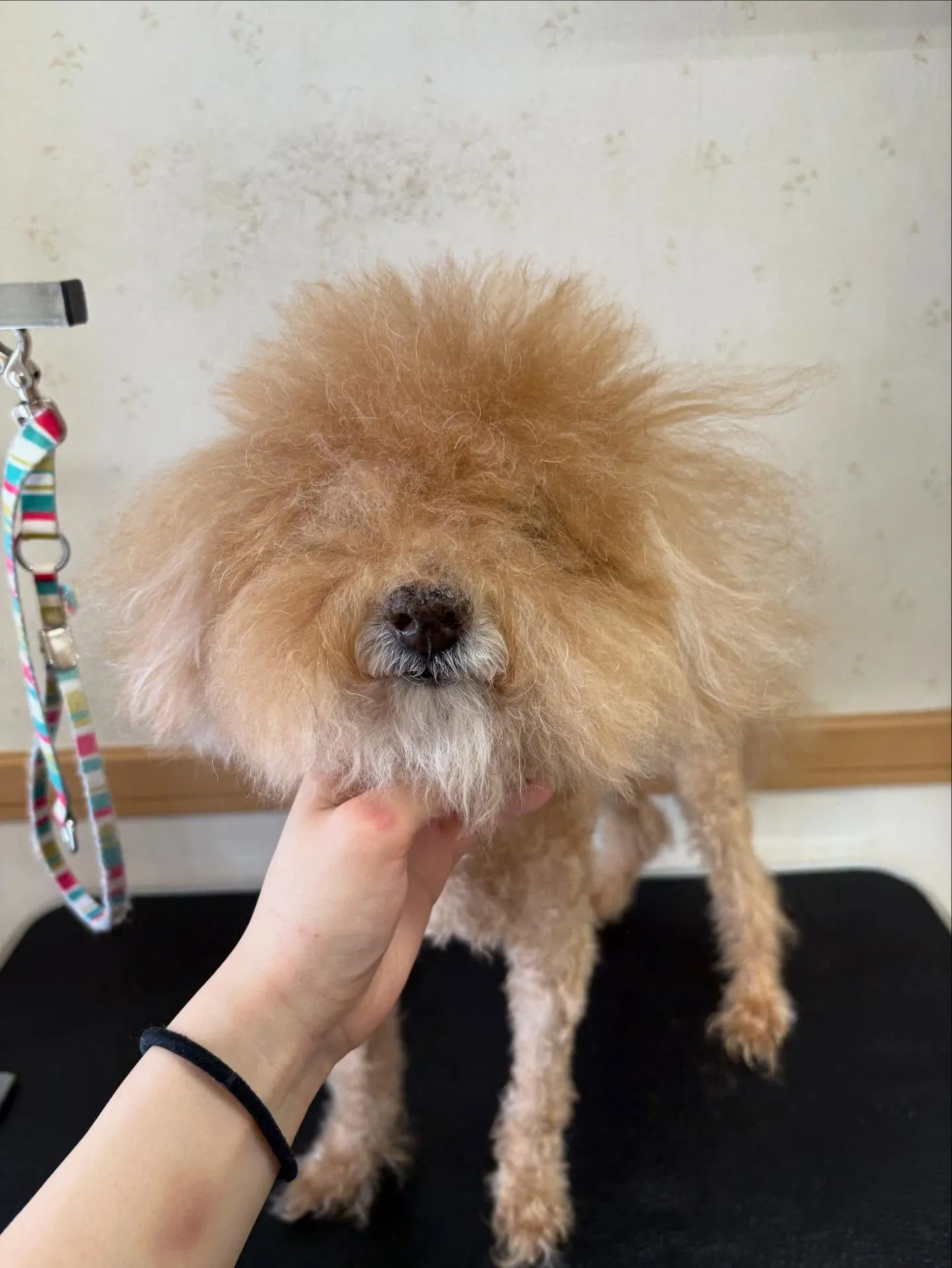 犬のトリミング✂️