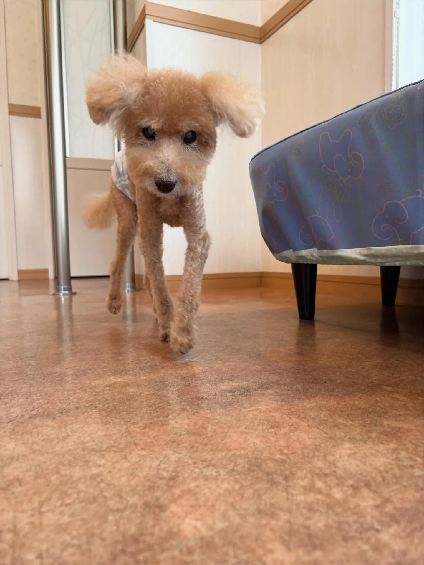 犬のトリミング✂️