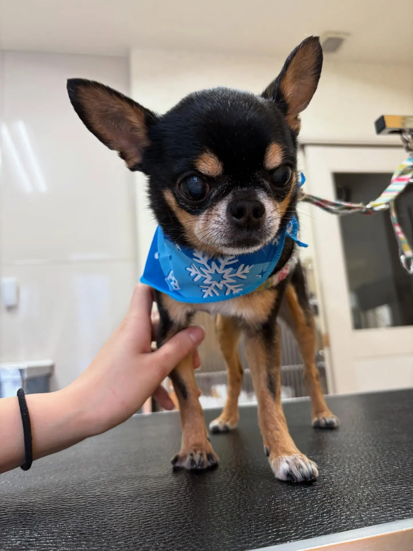 犬のシャンプー🫧