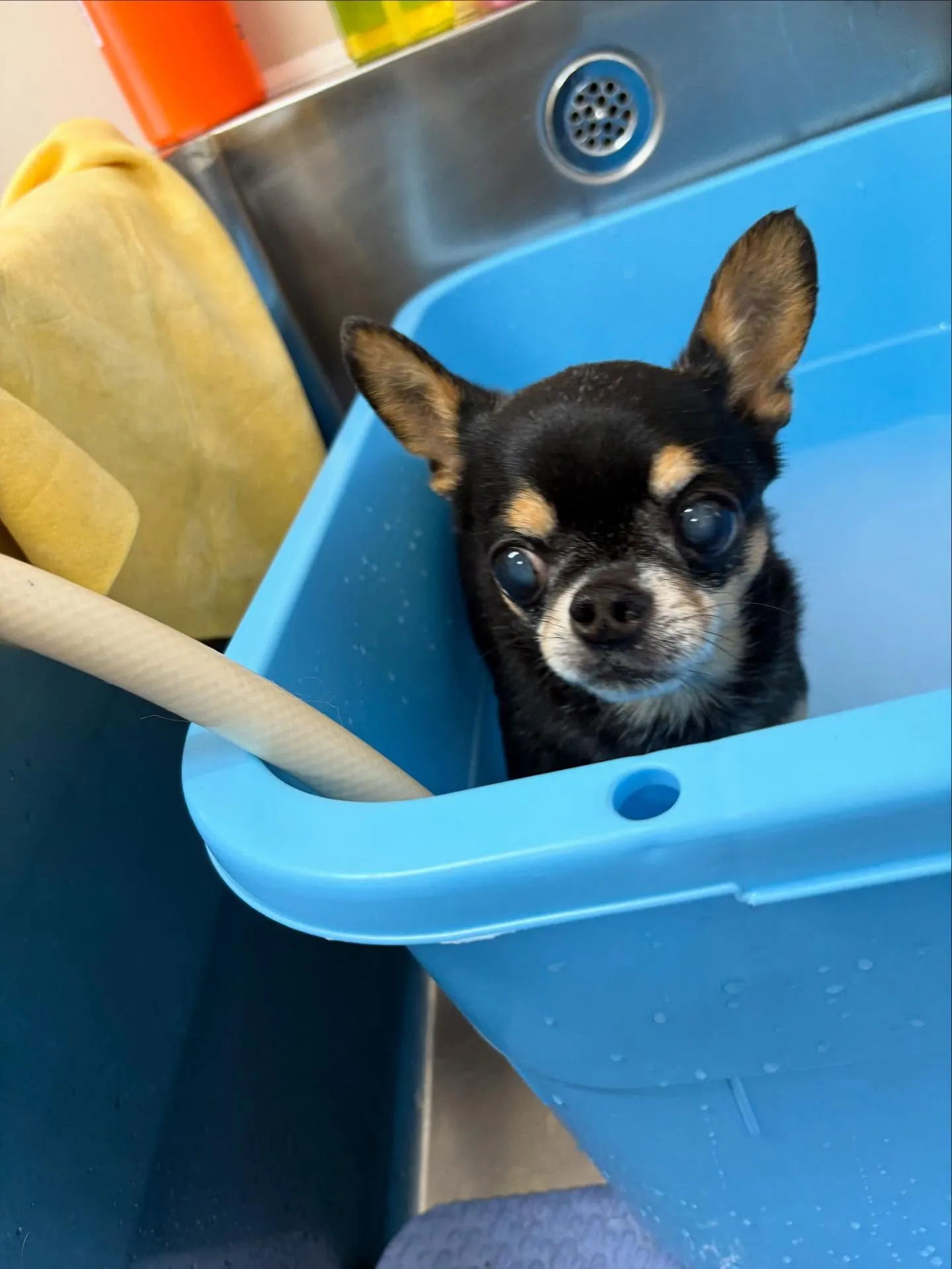 犬のシャンプー🫧