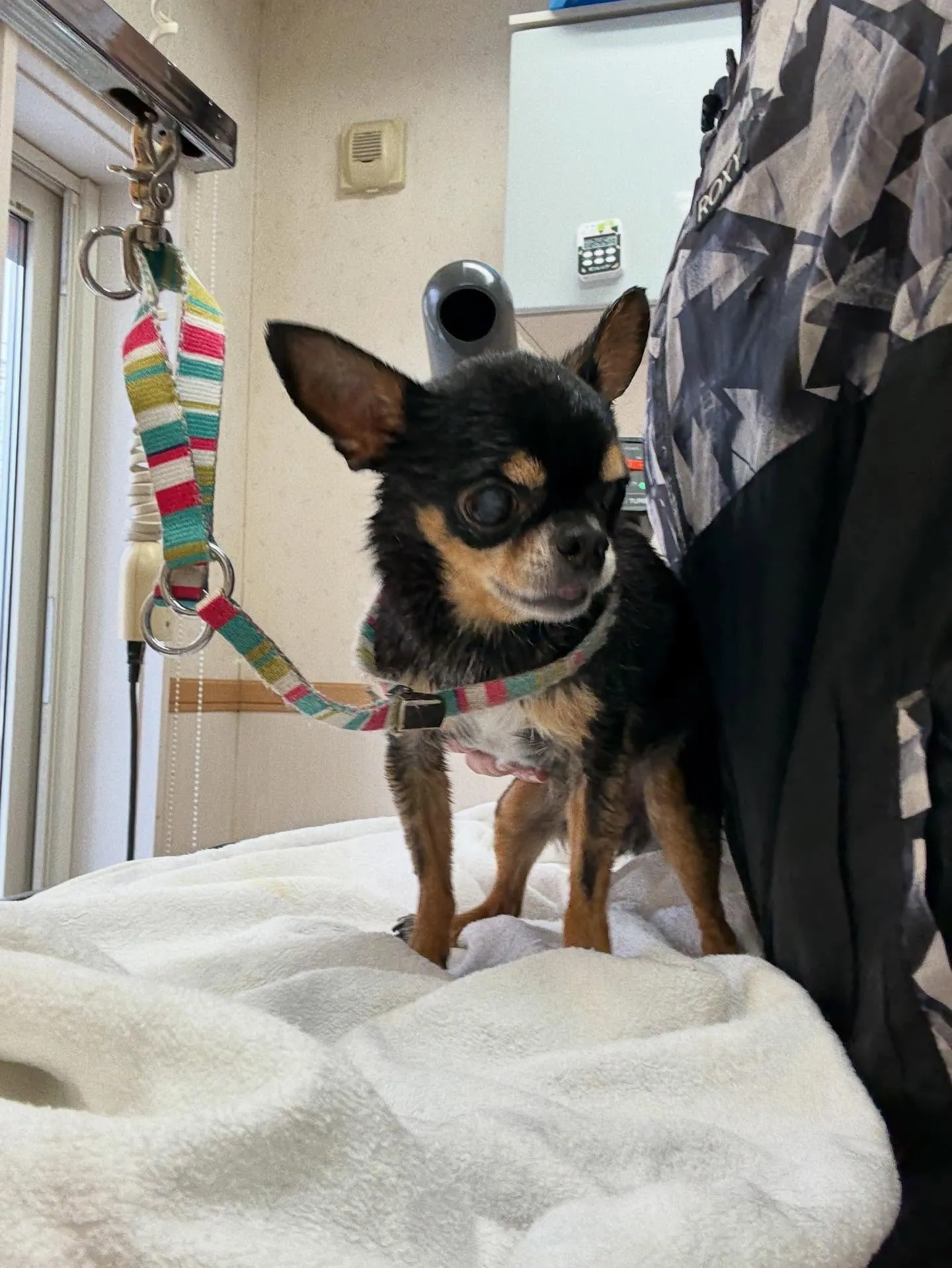 犬のシャンプー🫧