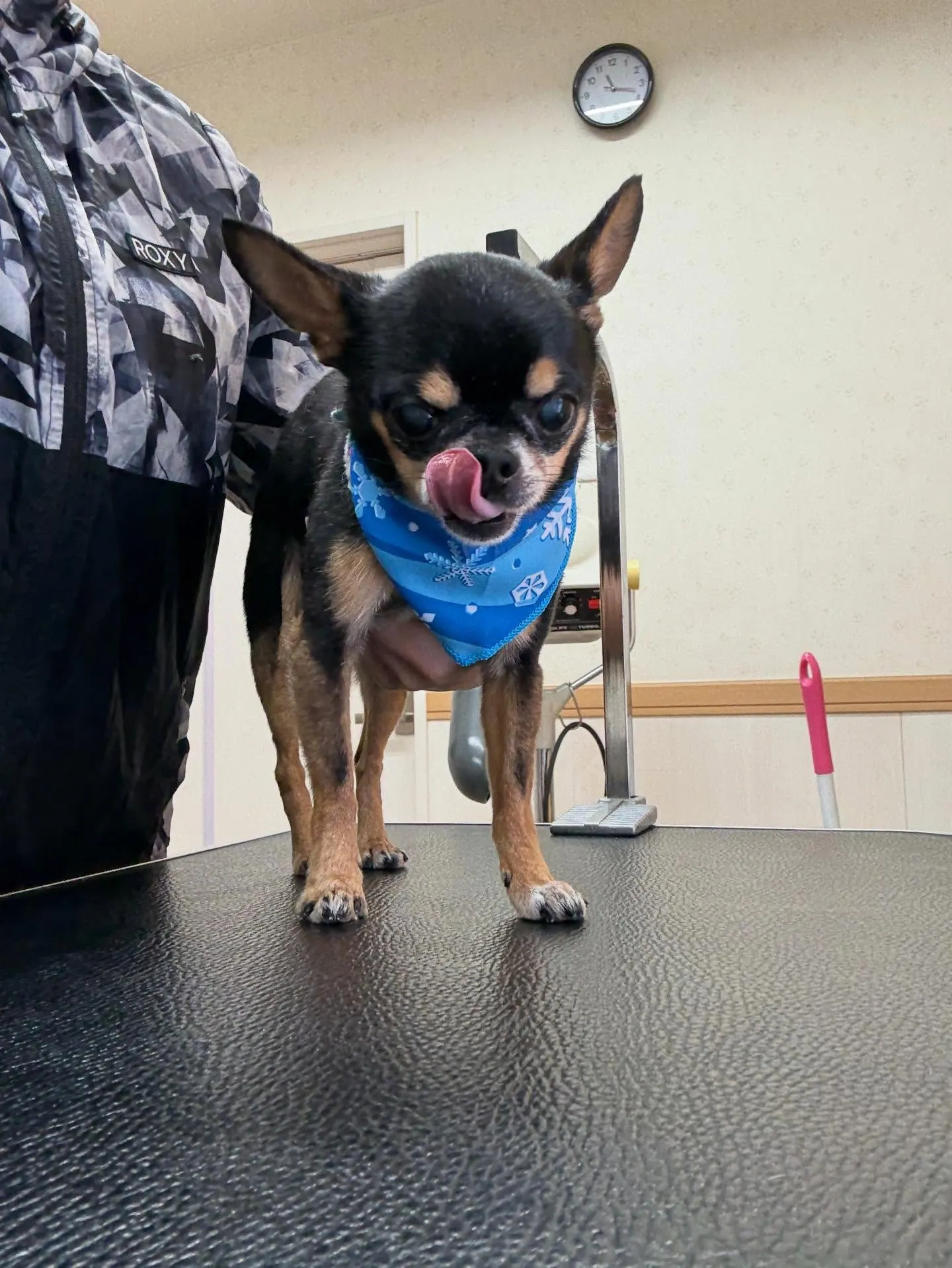 犬のシャンプー🫧