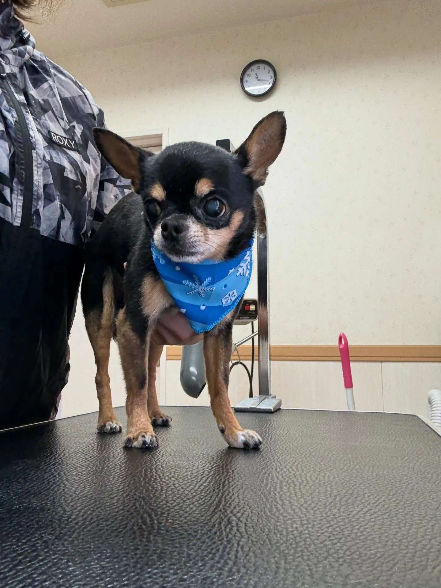 犬のシャンプー🫧